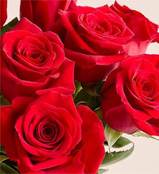 Red Roses up close