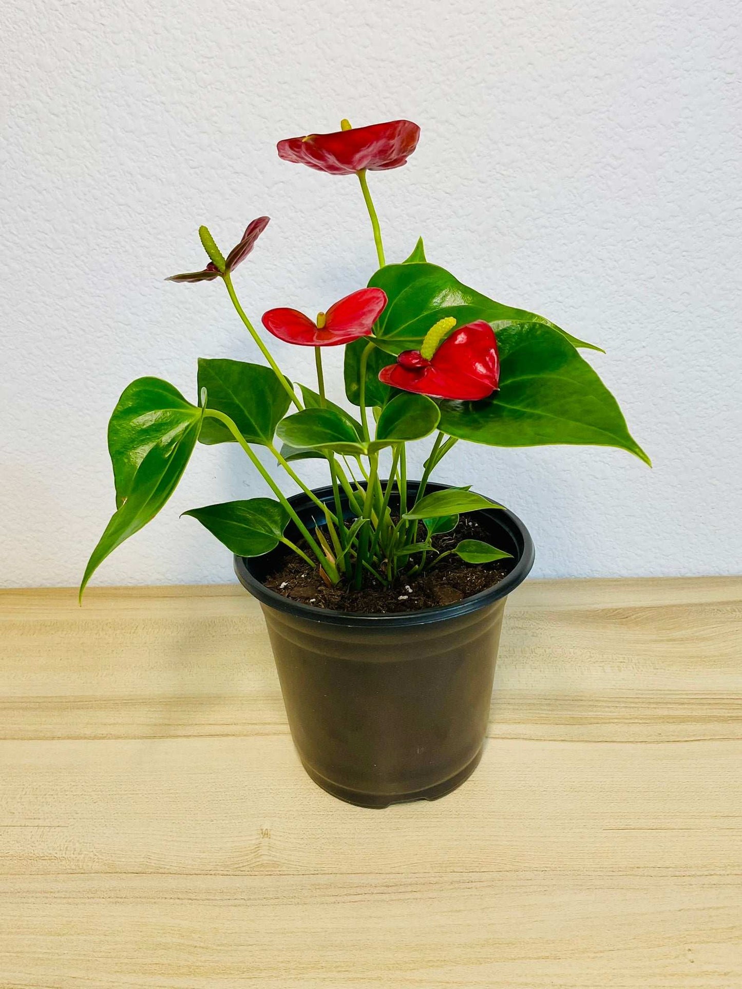 Flamingo Flower plant in Grow pot