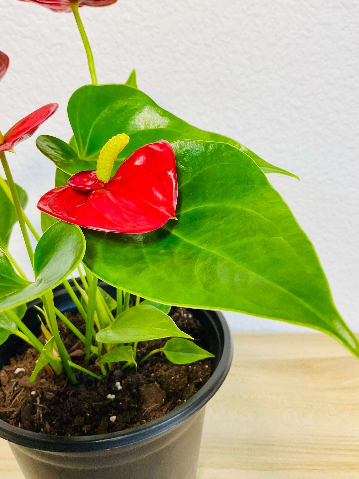 Flamingo Flower plant up close