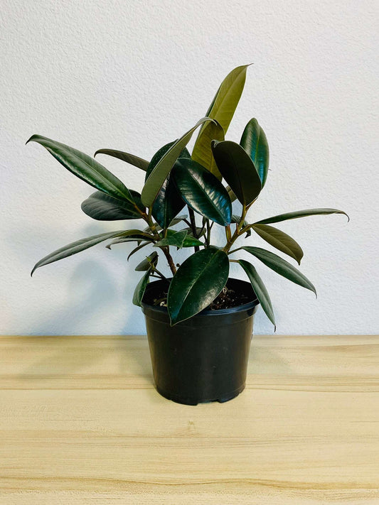 Ficus Elastica Burgundy in grow gift pot – live indoor rubber plant