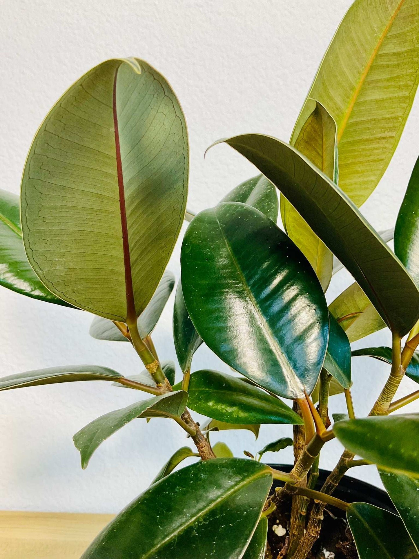 Close up view of live indoor rubber plant