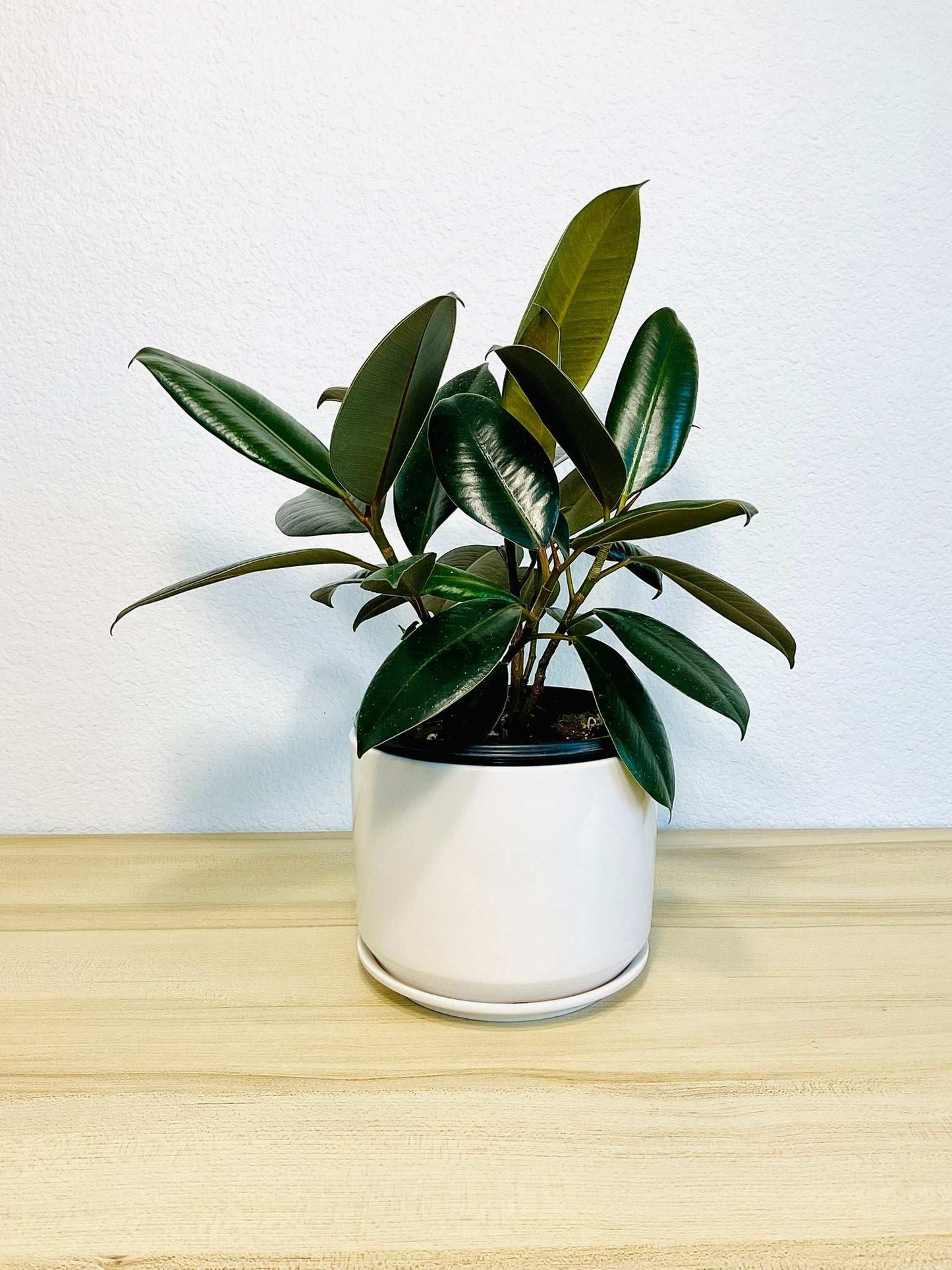 Ficus Elastica Burgundy in ceramic gift pot – live indoor rubber plant
