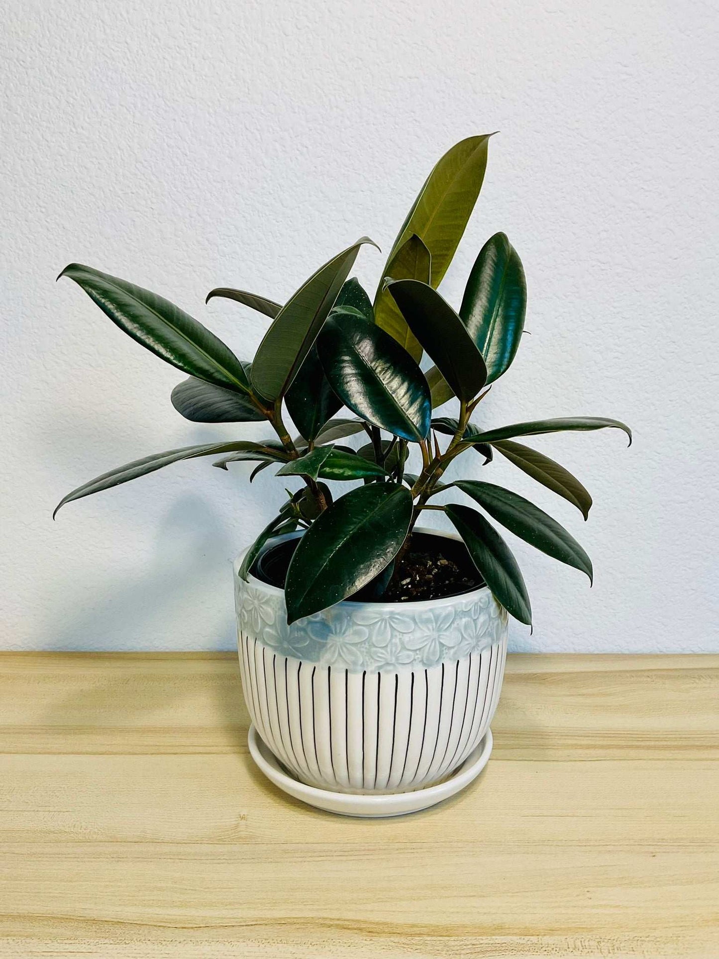 Ficus Elastica Burgundy in another ceramic gift pot design – live indoor rubber plant