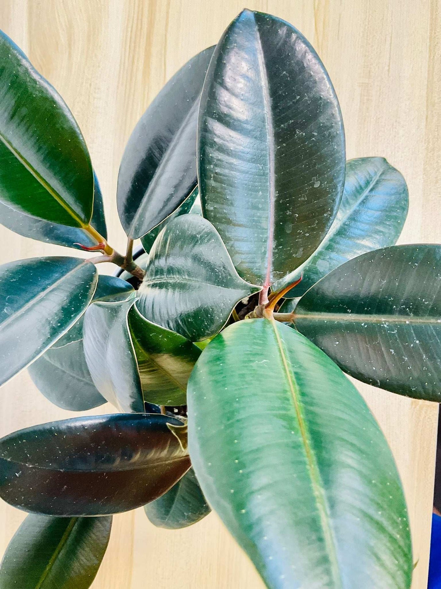 Rubber plant showing top view