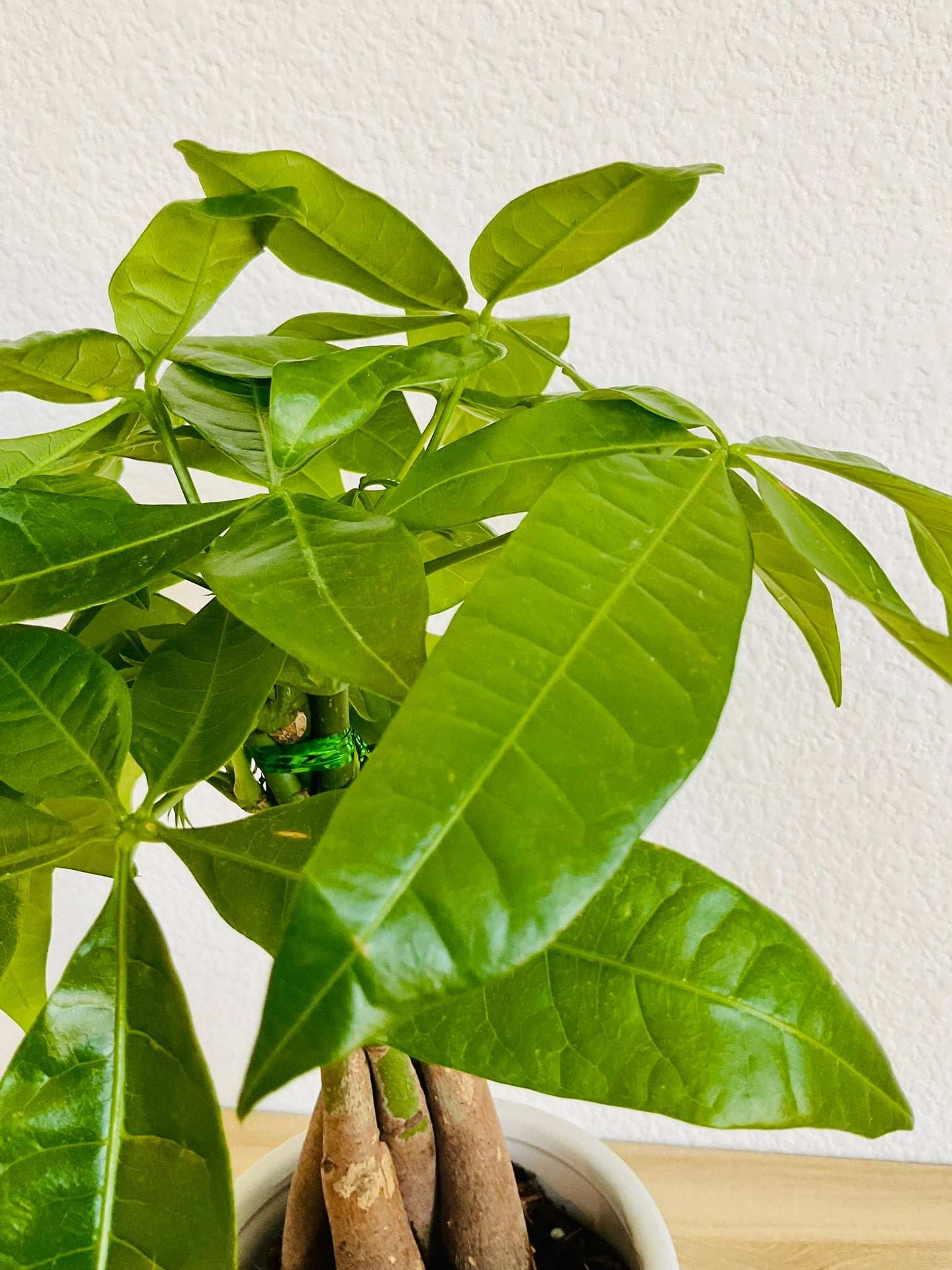 Up Close Money Tree leaves