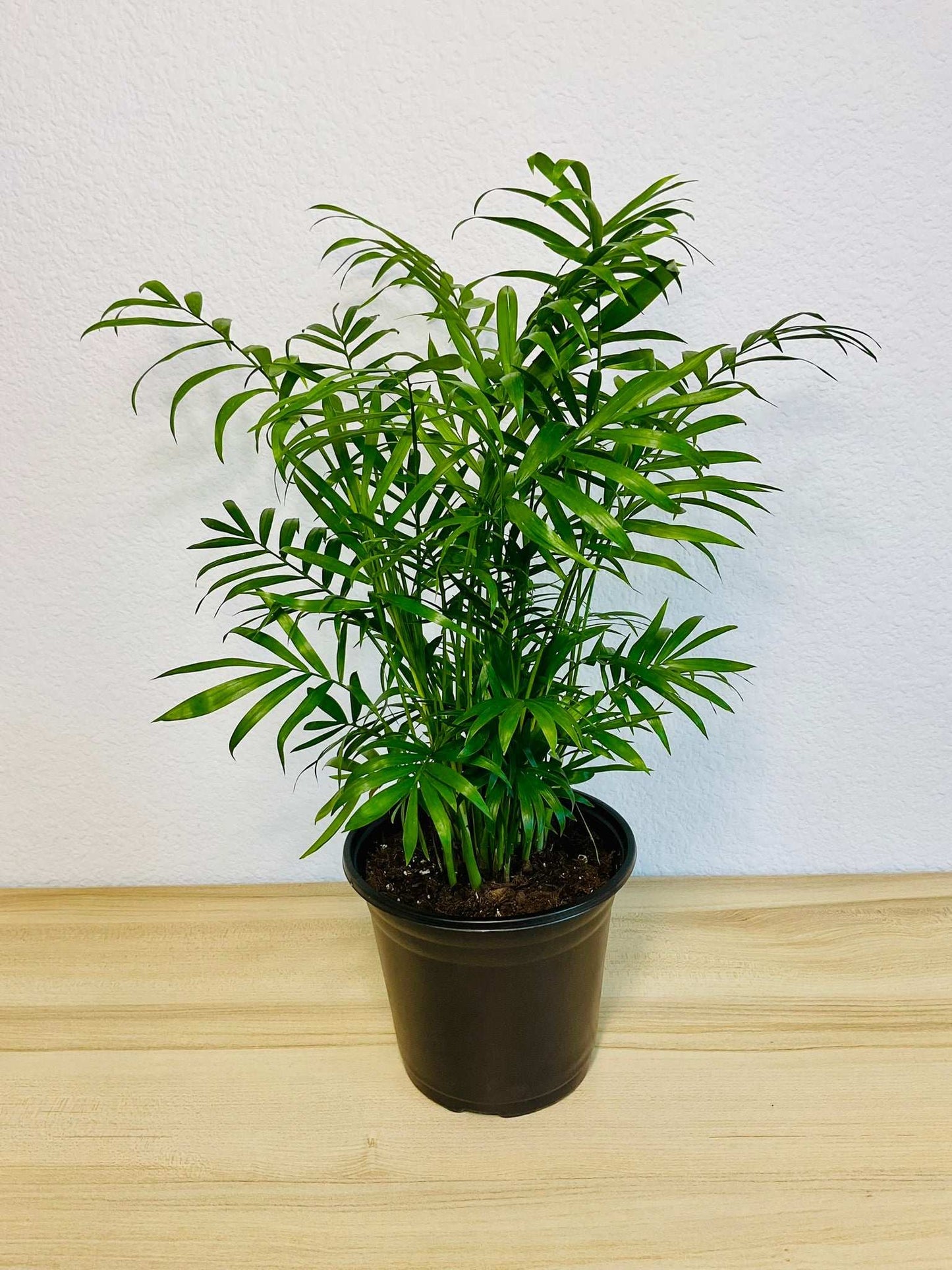 Parlor Palm