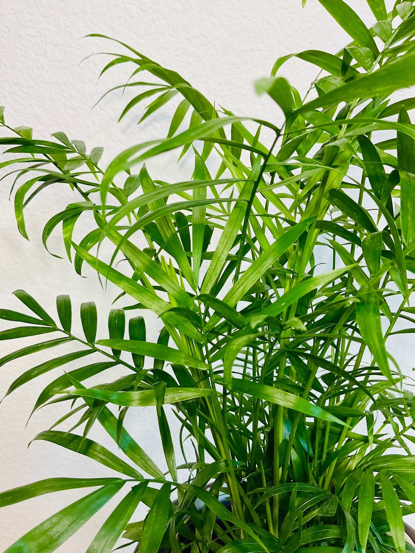 Parlor Palm