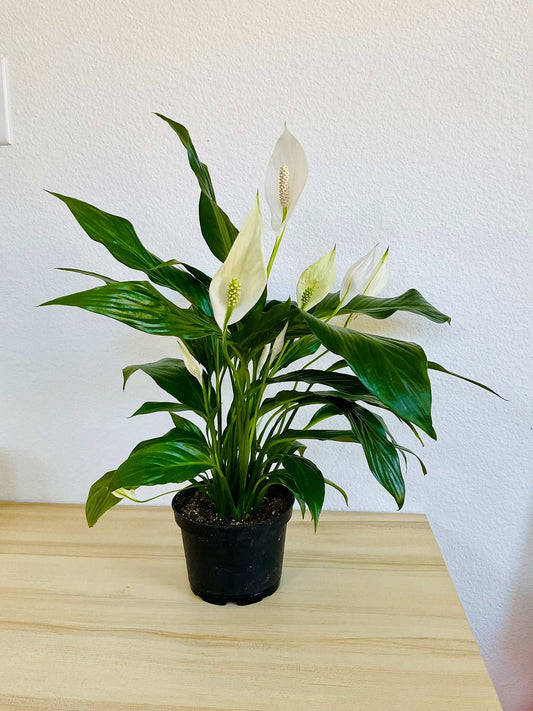 Peace Lily in grow pot with white bloom
