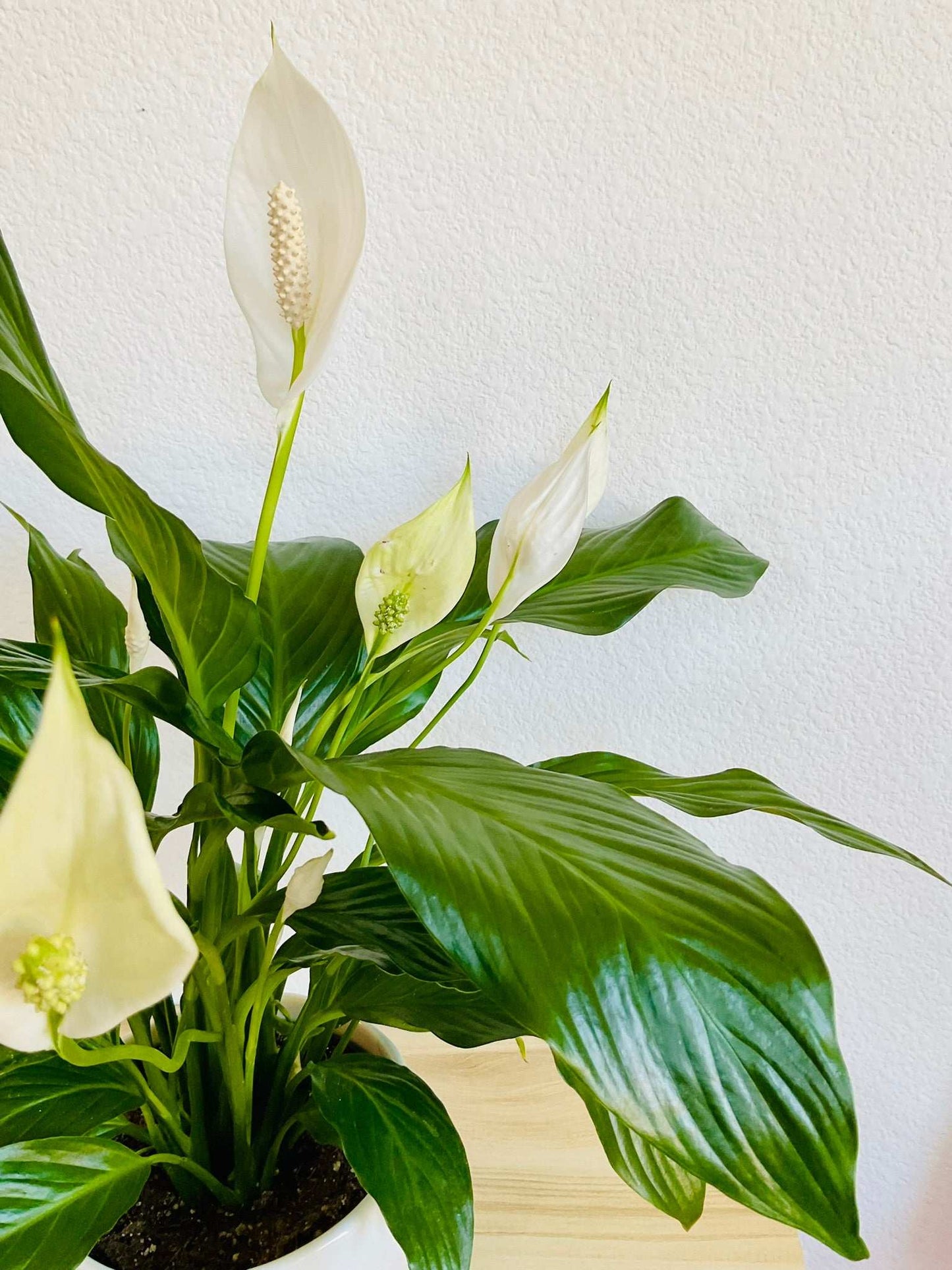 Close-up of blooming Peace Lily
