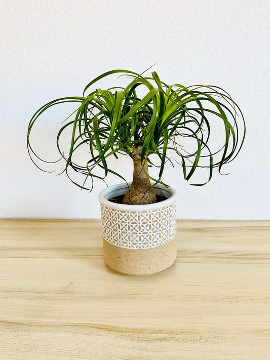 Ponytail Palm in ceramic gift pot printed and terracotta style