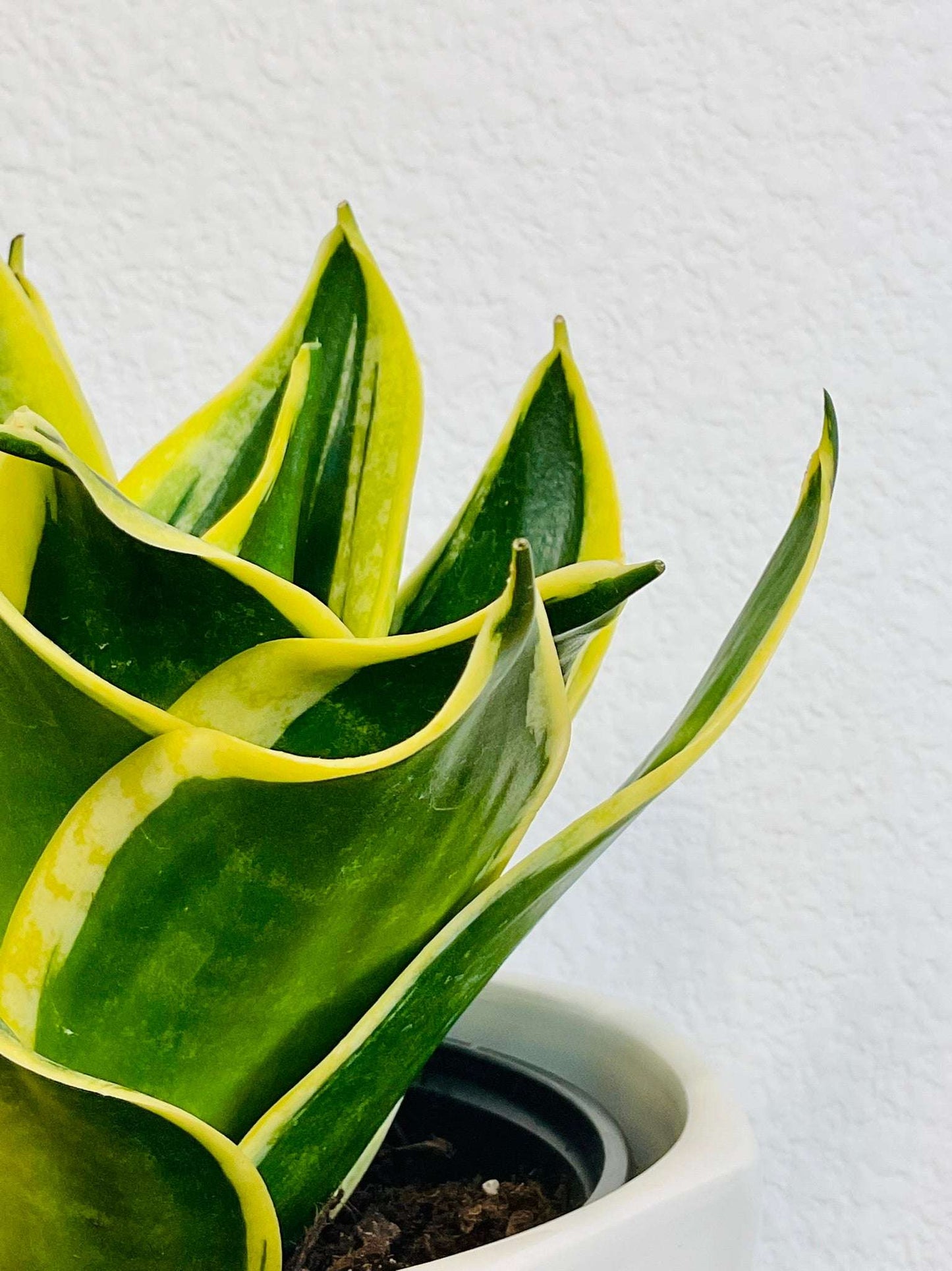 Close-up of Snake Plant rosette leaves