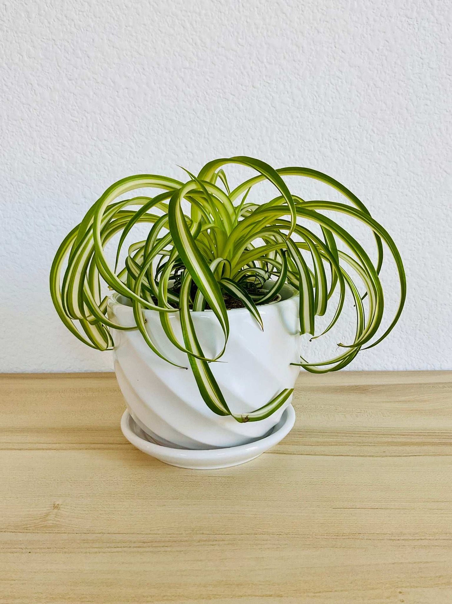 Spider Plant Bonnie with curled green and white leaves in White ceramic pot