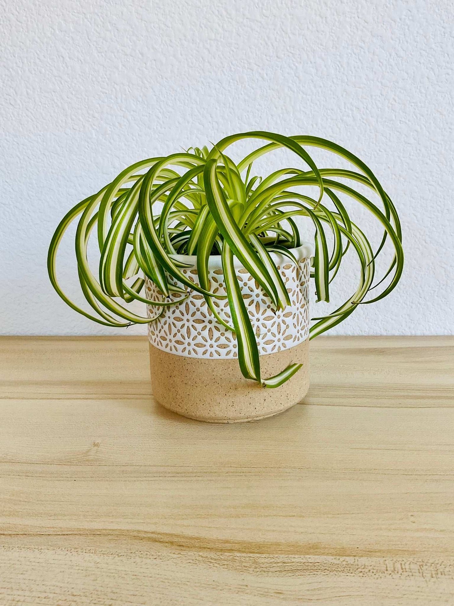 Spider Plant Bonnie with curled green and white leaves in designer terracotta style pot