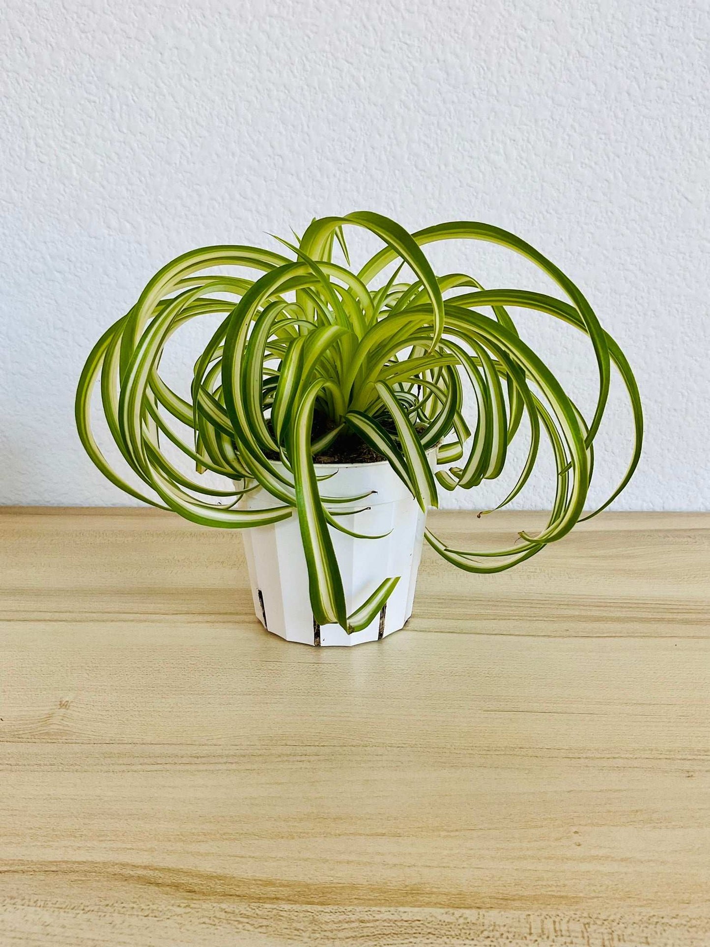 Spider Plant Bonnie with curled green and white leaves in grow pot