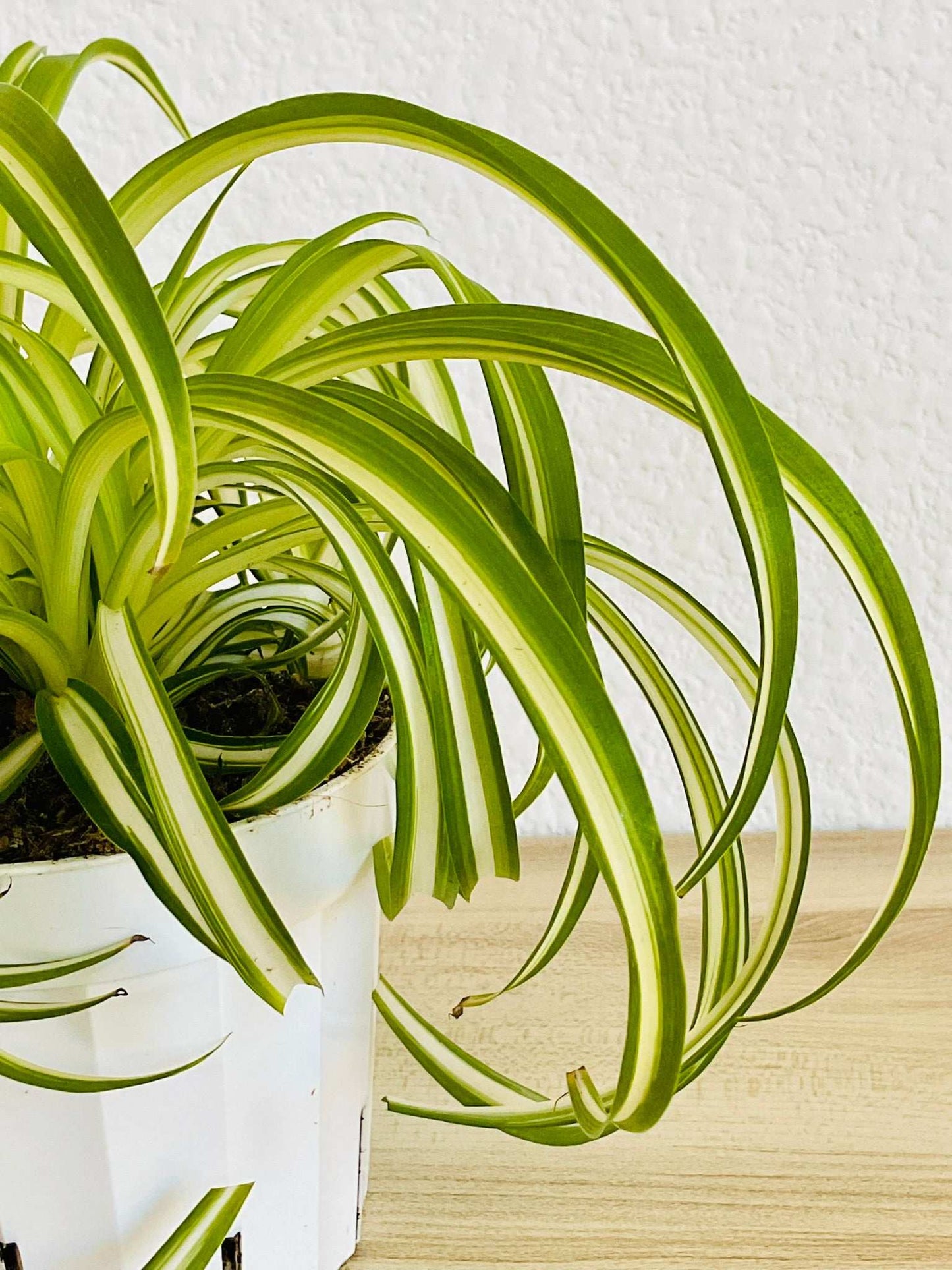 Close-up of pet-safe curly Spider Plant leaves