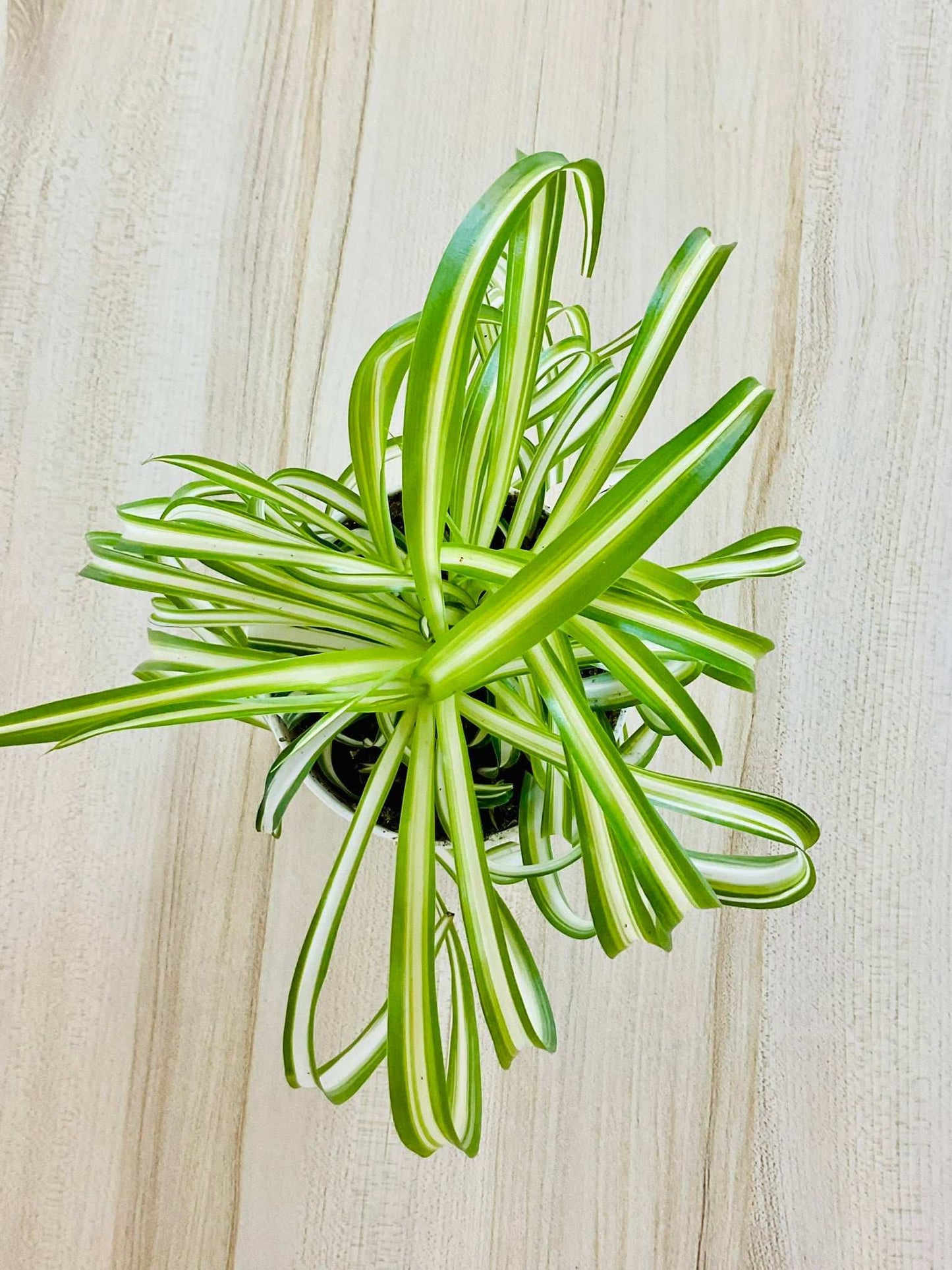 Top view of pet-safe curly Spider Plant leaves