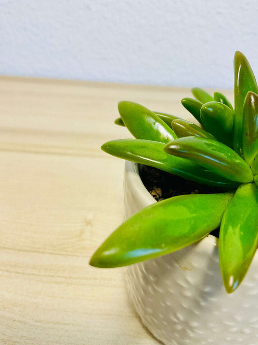 Up close view of Sedeveria ‘Jet Beads’ succulent in white pot, showing glossy green leaves