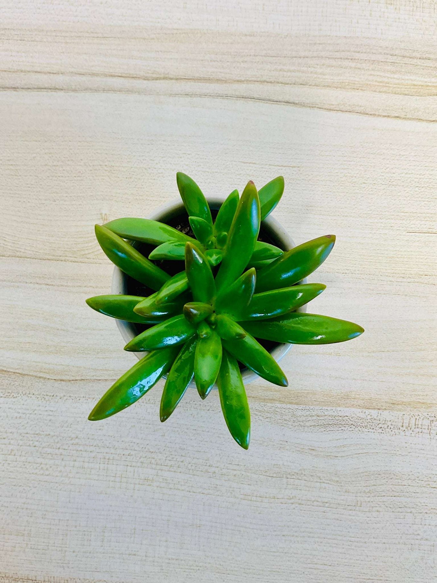 Top view of Sedeveria ‘Jet Beads’ succulent in white pot, showing glossy green leaves