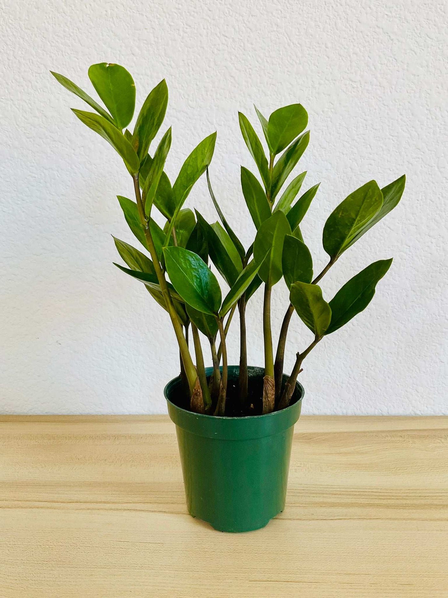 Green ZZ Plant in grow pot on table