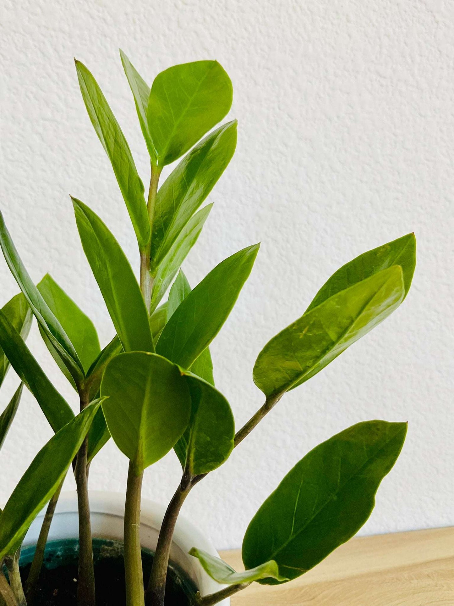 Close-up of ZZ Plant leaves with glossy texture