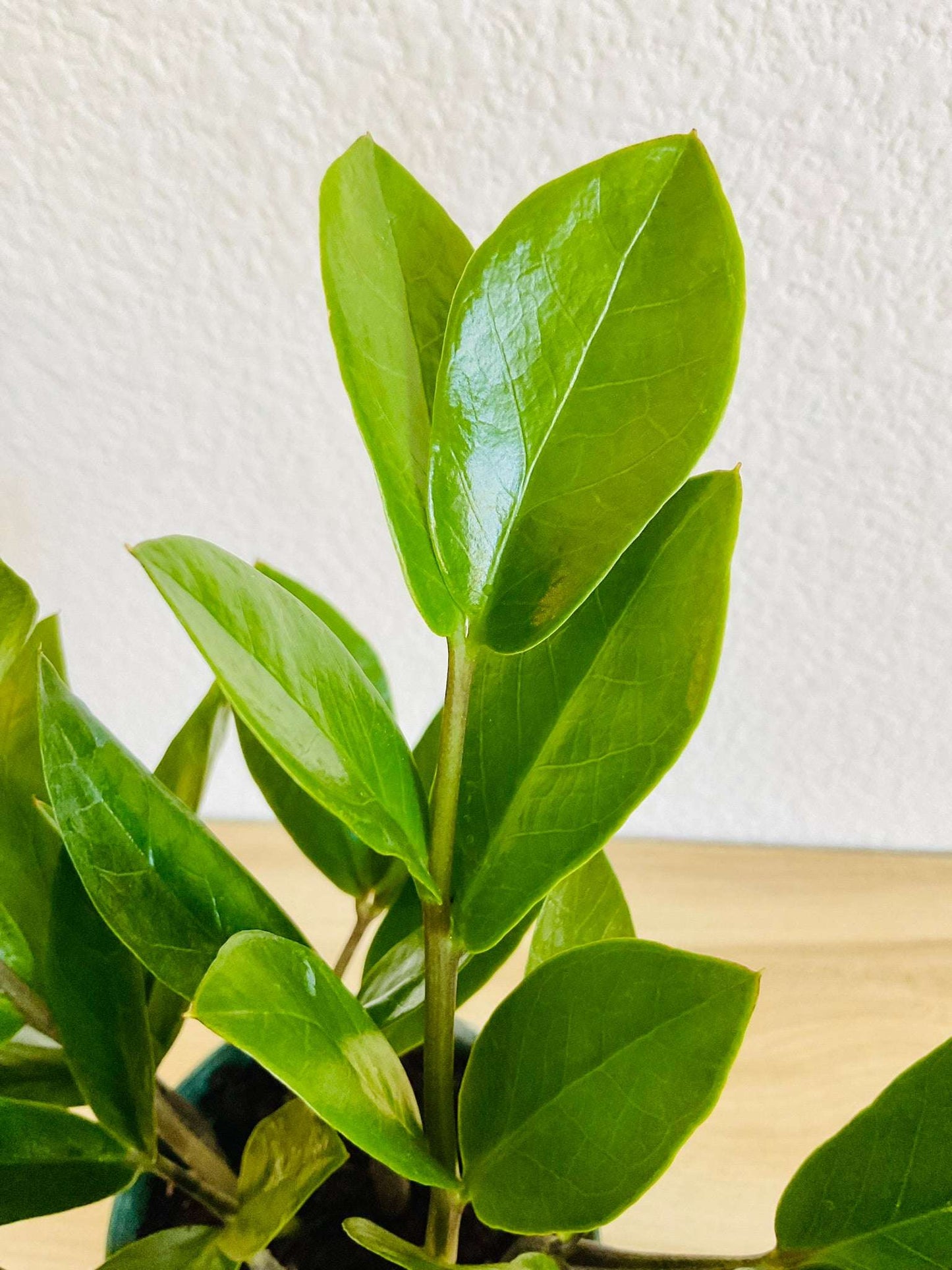 Super Close-up of ZZ Plant leaves with glossy texture
