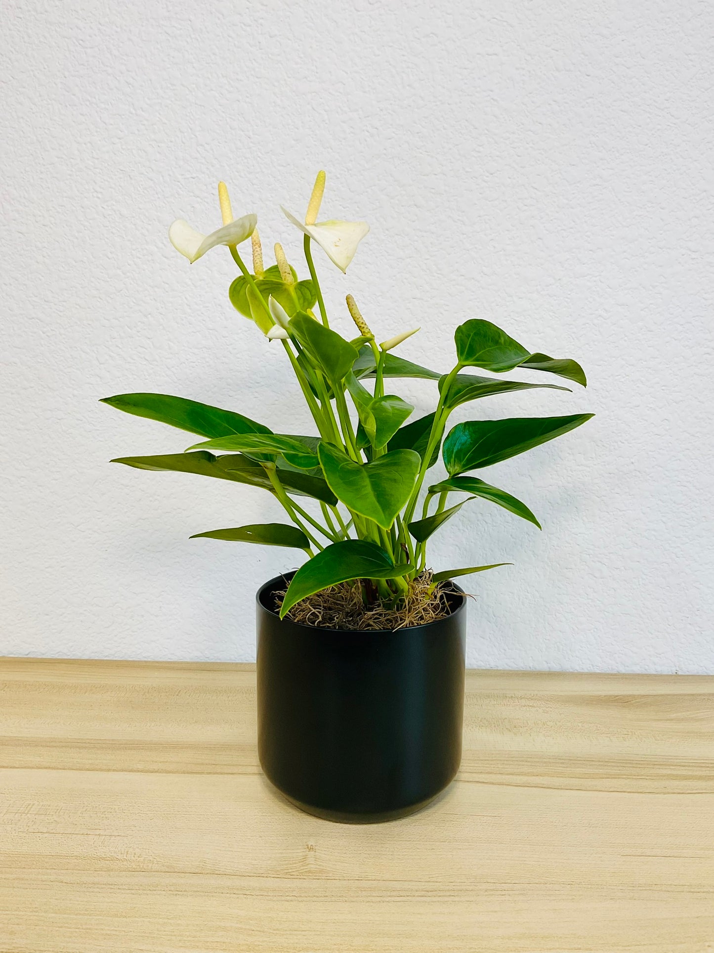 White Anthurium plant with soft white flowers and deep green foliage and in black ceramic pot.