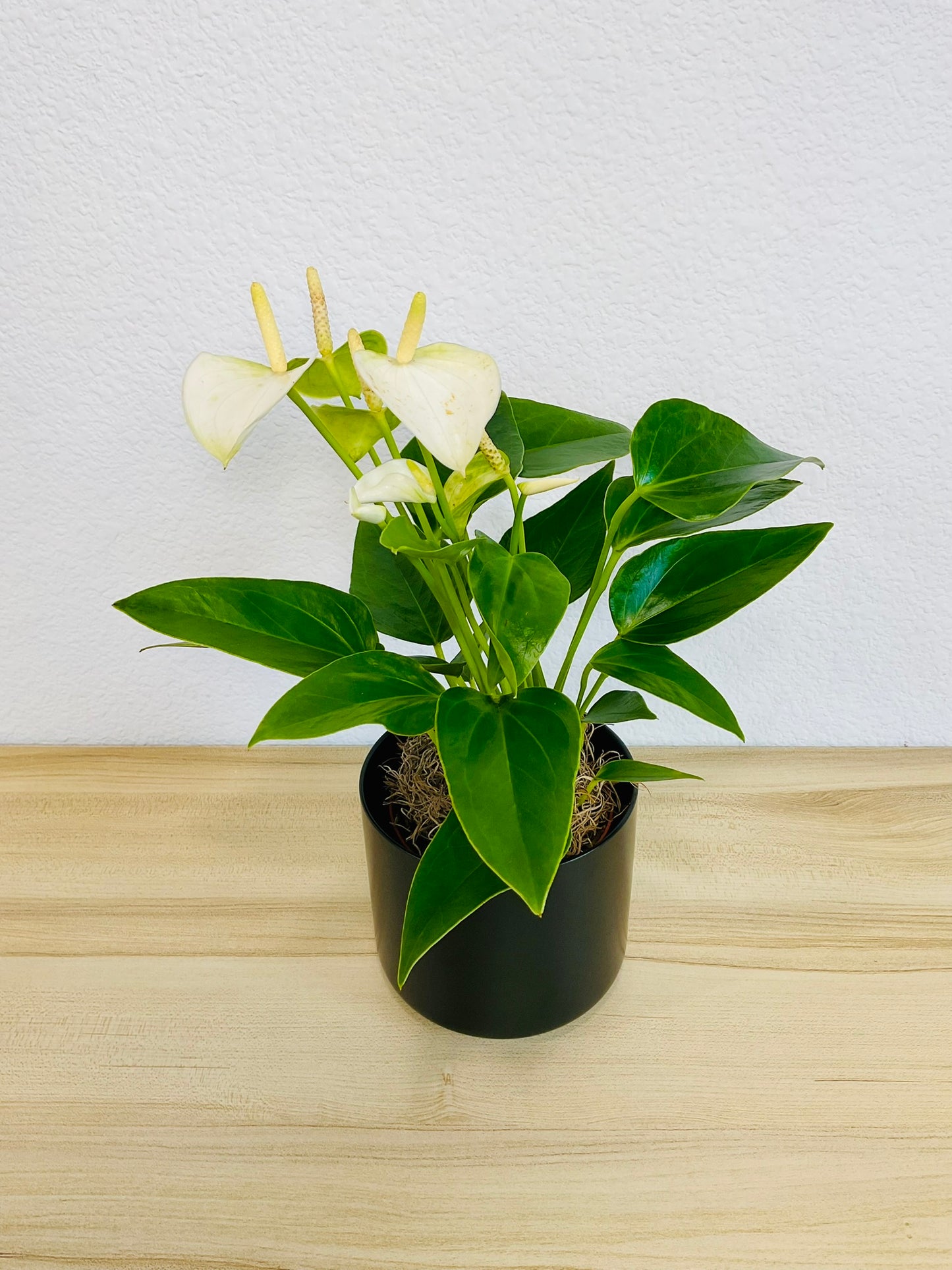 White Anthurium plant with soft white flowers and deep green foliage and in black ceramic pot tilted view.