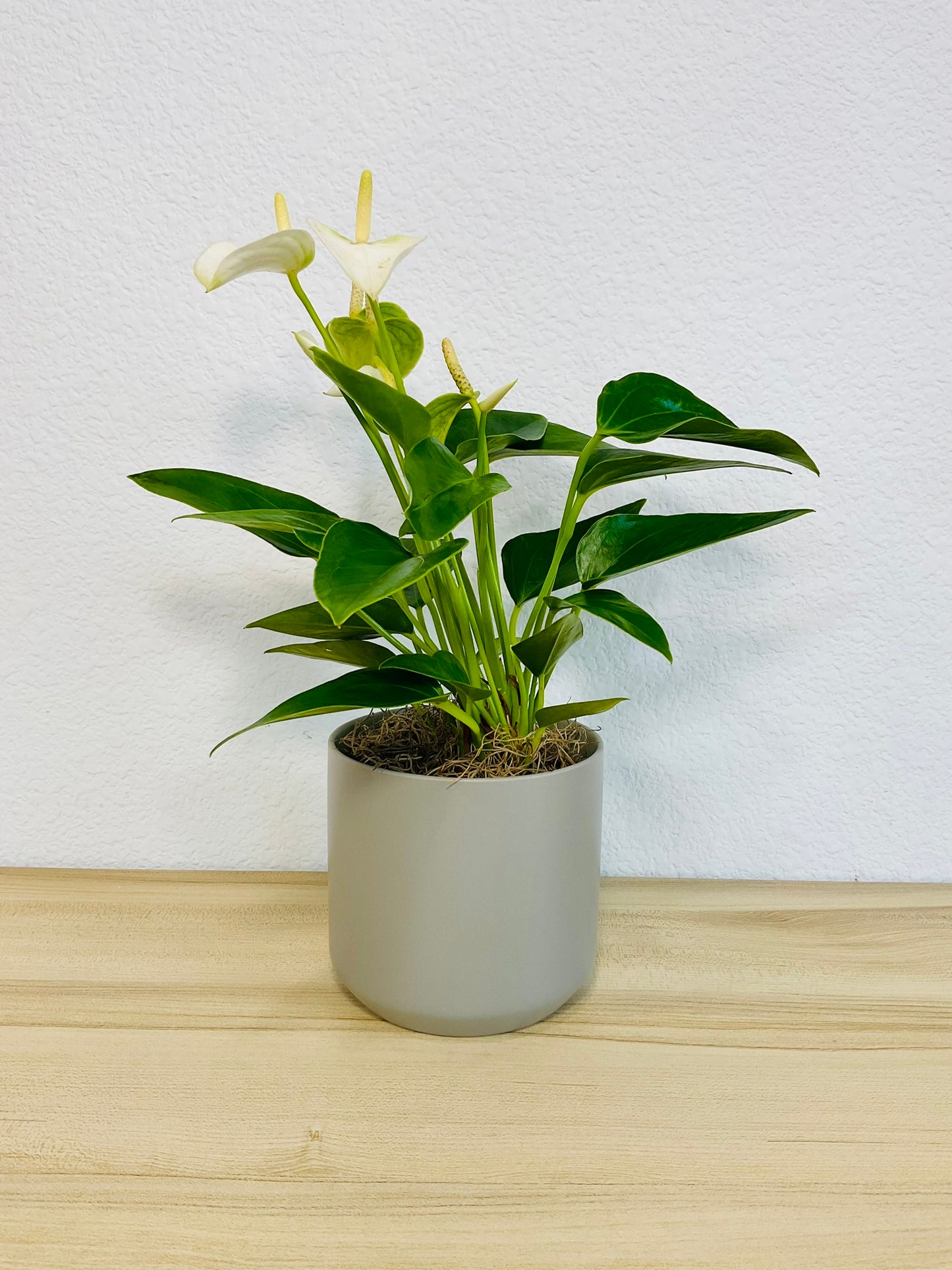 White Anthurium plant with soft white flowers and deep green foliage and in gray ceramic pot