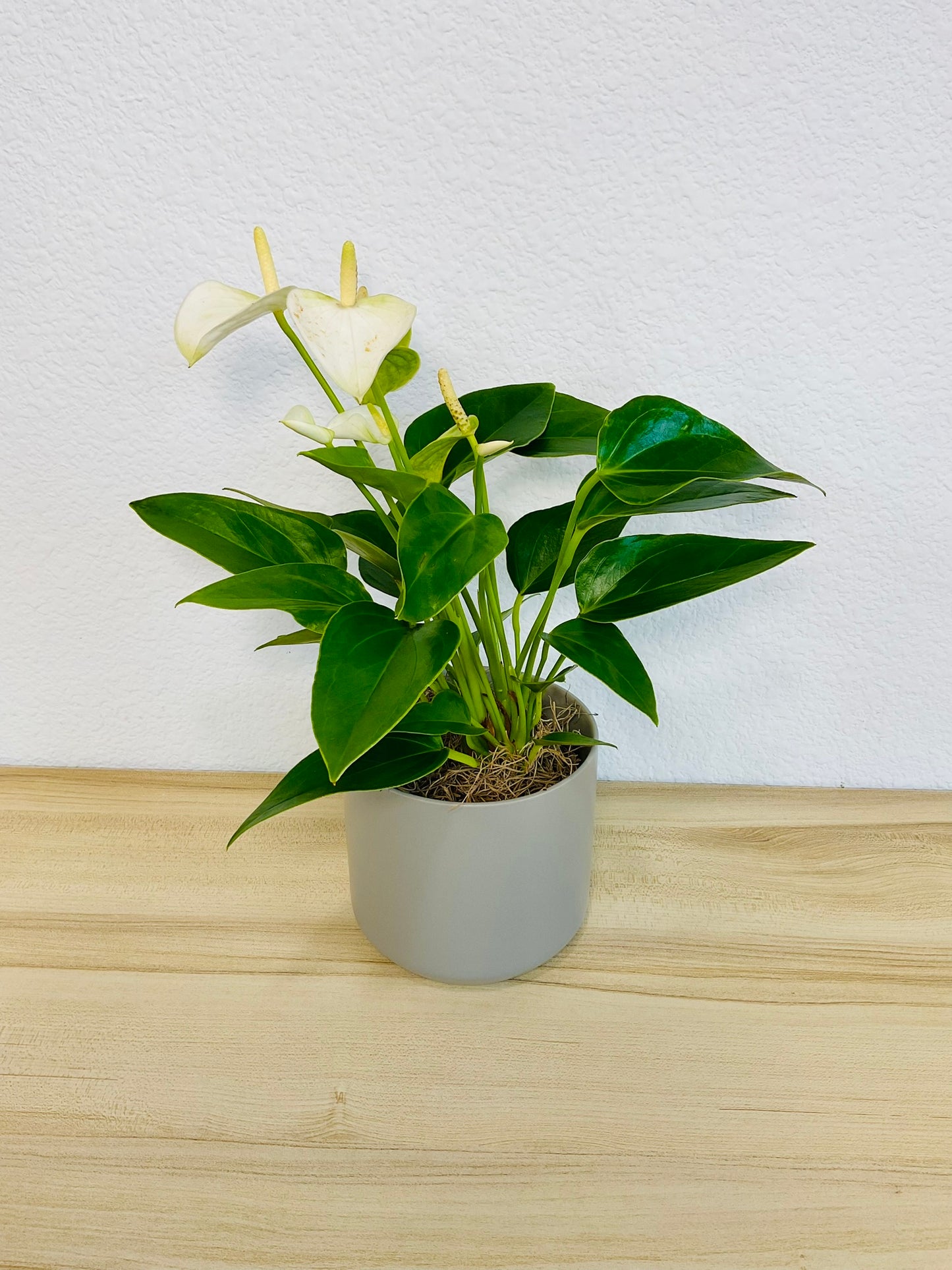 White Anthurium plant with soft white flowers and deep green foliage and in gray ceramic pot tilted view