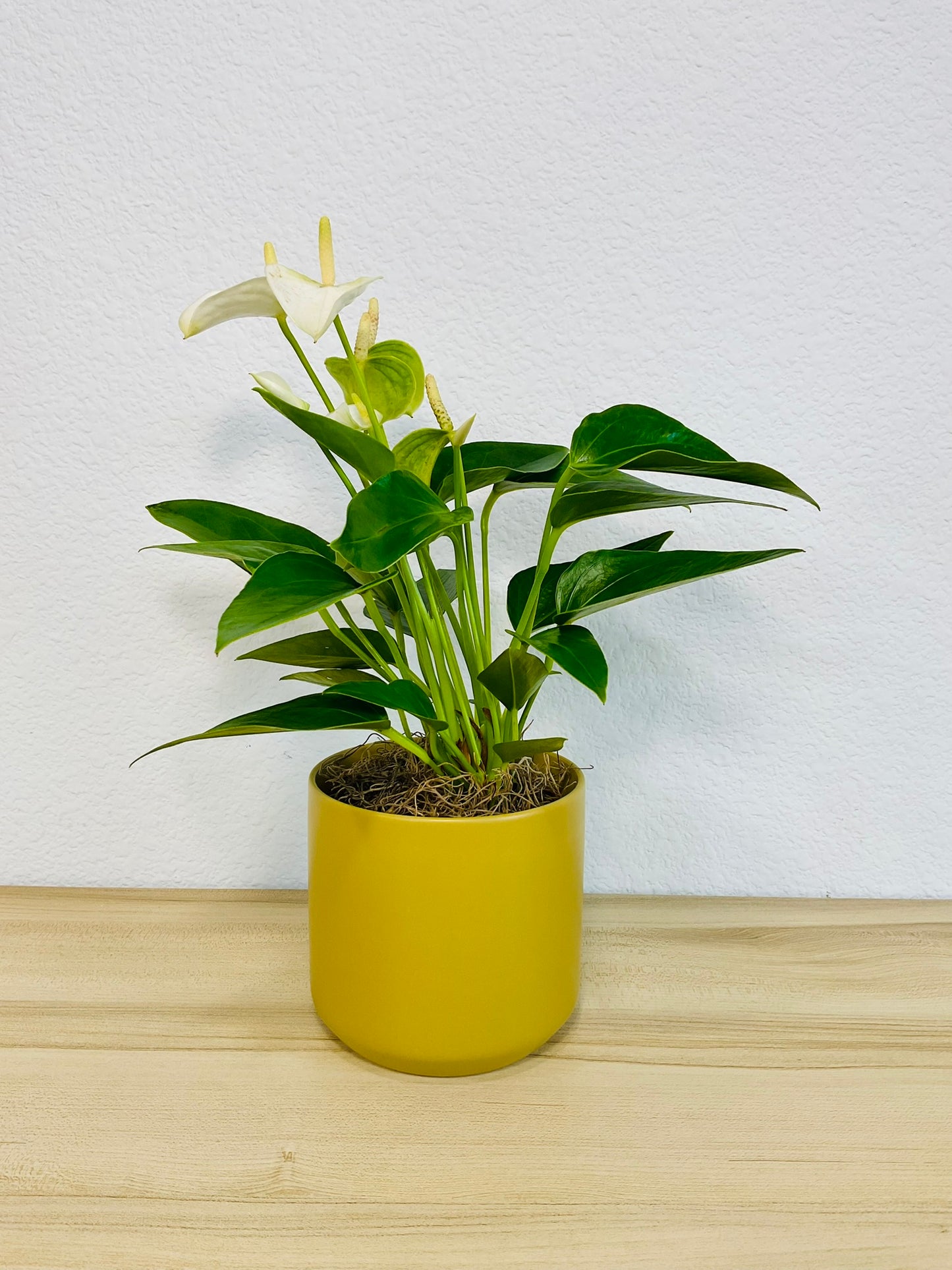 White Anthurium plant with soft white flowers and deep green foliage and in Ochre ceramic pot
