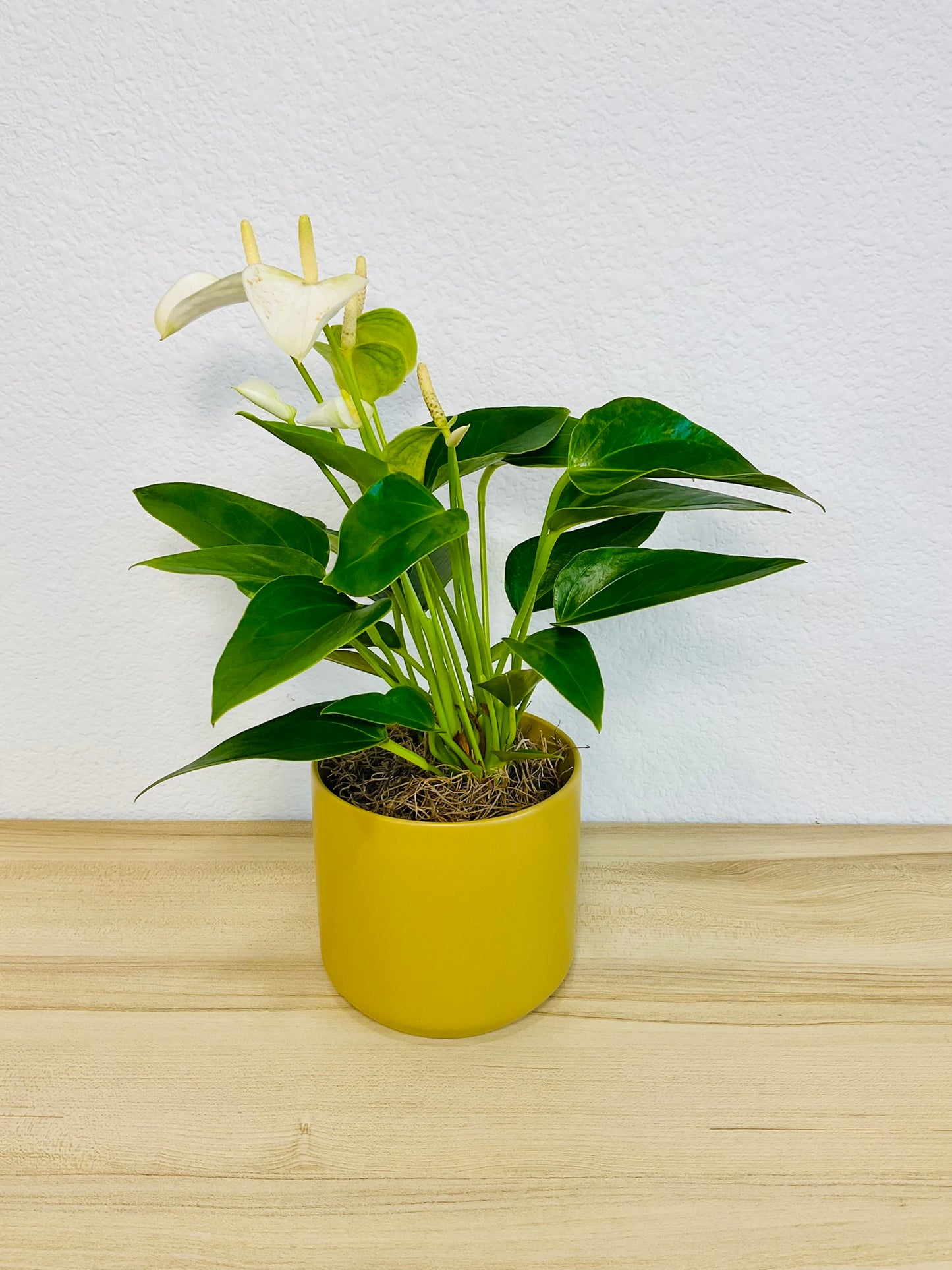 White Anthurium plant with soft white flowers and deep green foliage and in ochre ceramic pot tilted view.
