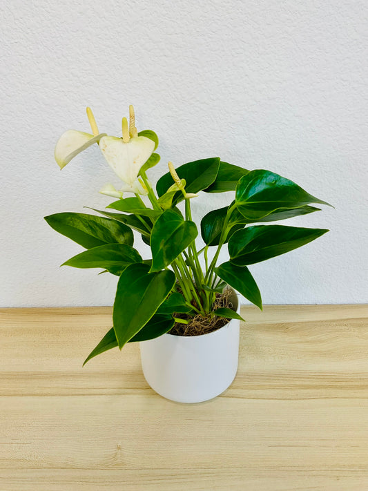 White Anthurium plant with soft white flowers and deep green foliage and in white ceramic pot tilted view.