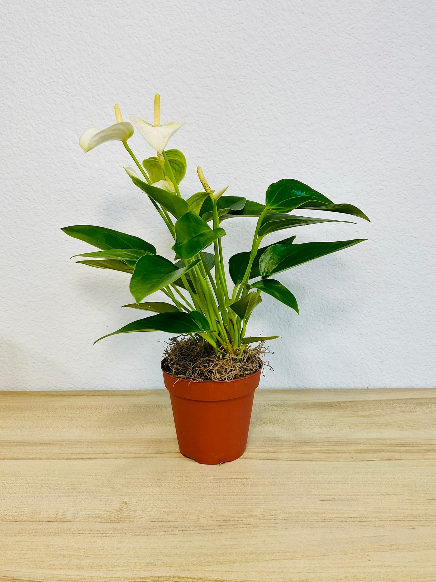 White Anthurium plant with soft white flowers and deep green foliage and in grow pot.