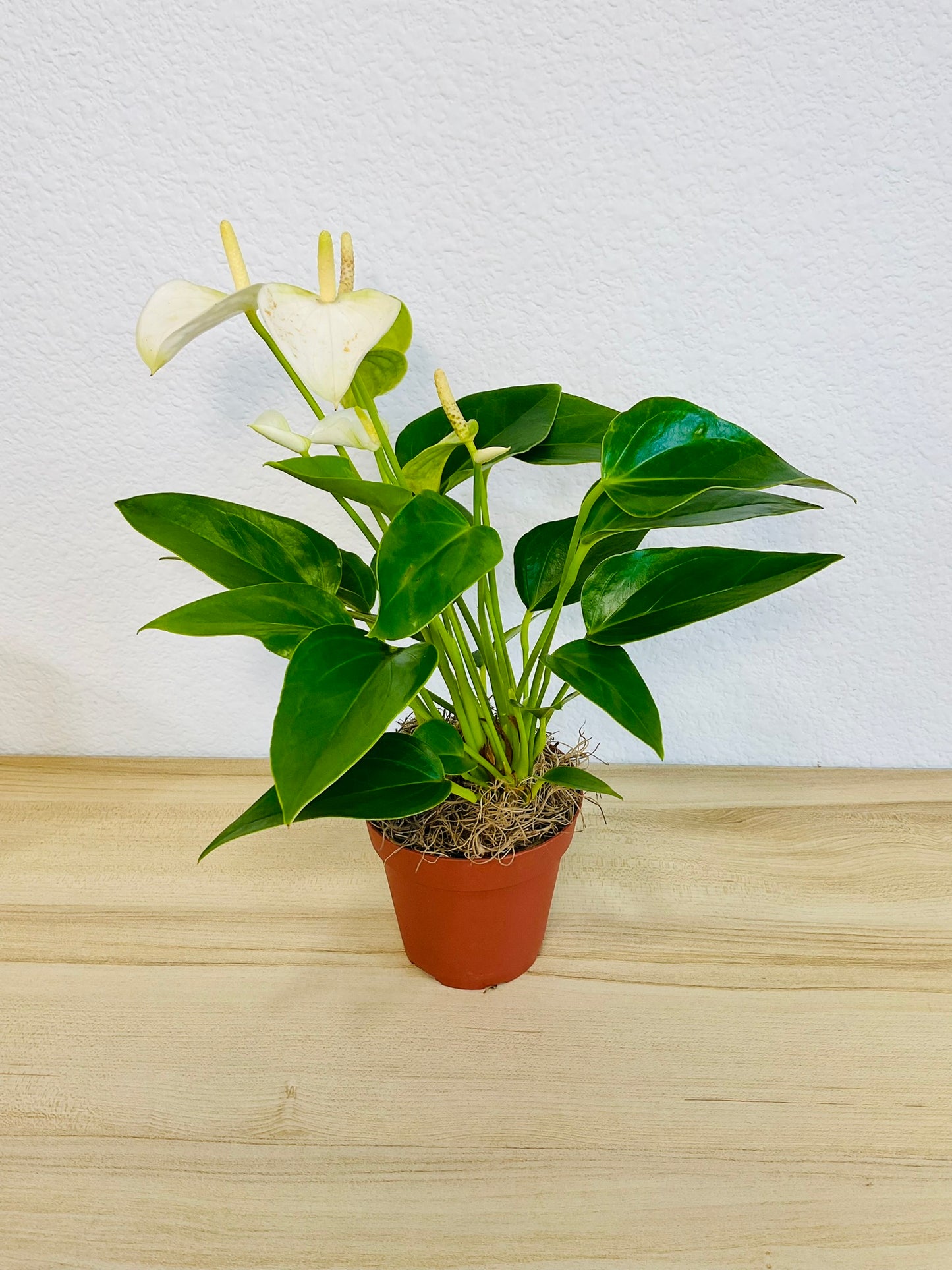 White Anthurium plant with soft white flowers and deep green foliage and in grow pot tilted view.