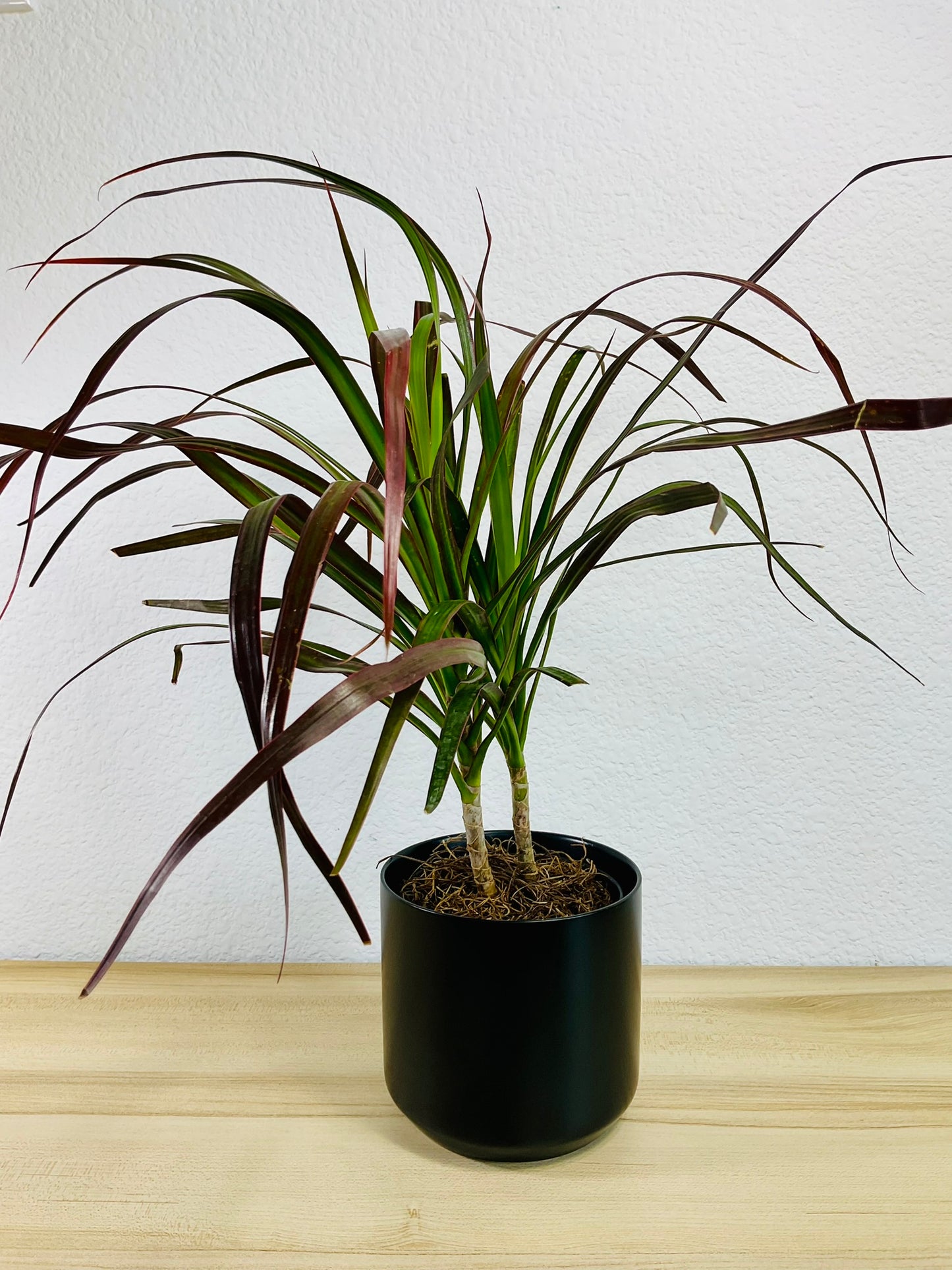Dracaena Marginata Magenta with long green and magenta-tipped leaves in black ceramic pot.