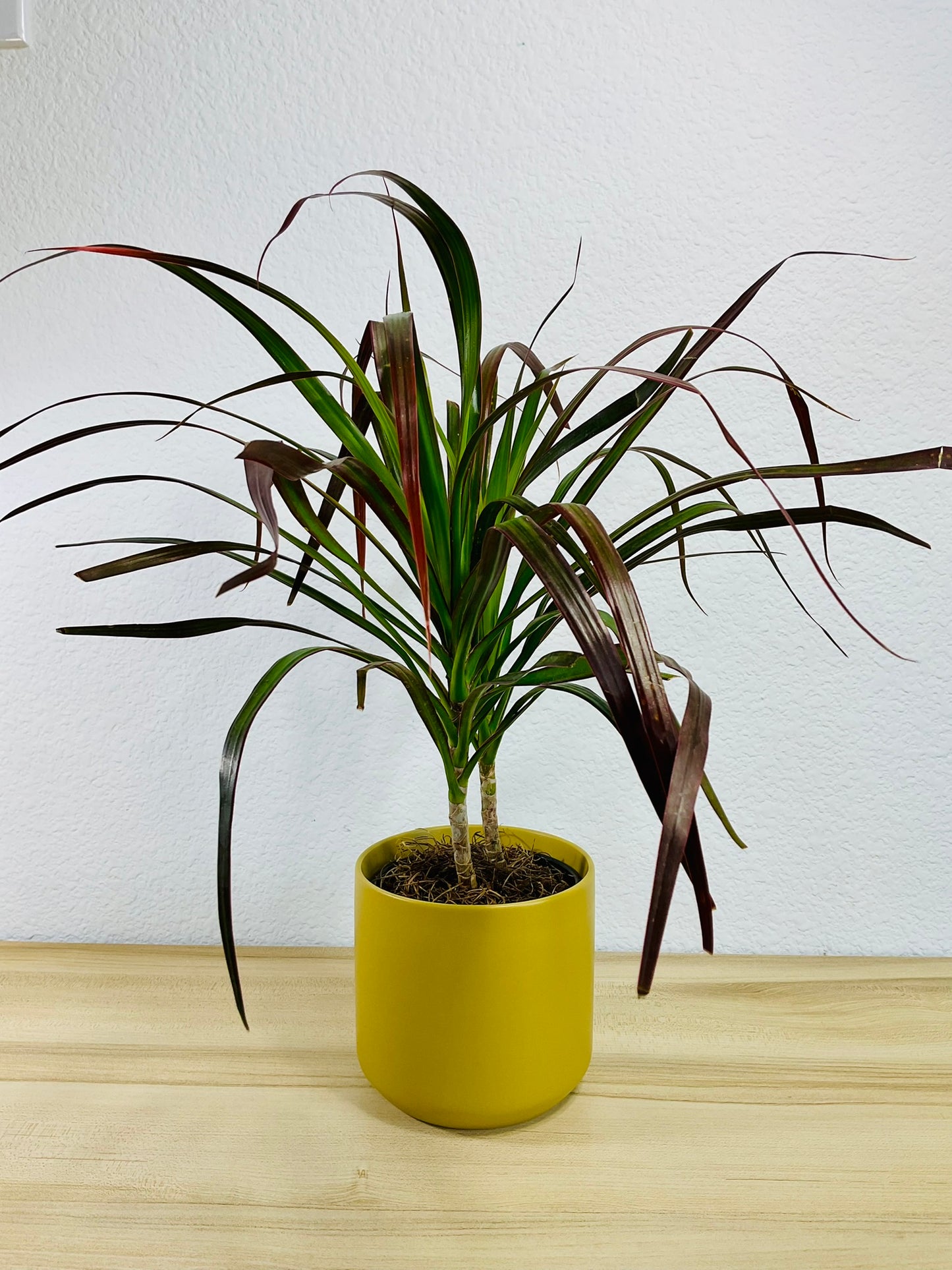 Dracaena Marginata Magenta with long green and magenta-tipped leaves in ochre ceramic pot.
