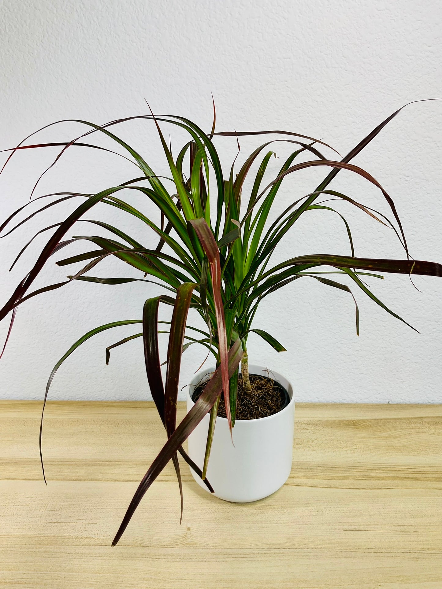 Dracaena Marginata Magenta with long green and magenta-tipped leaves in white ceramic pot with top view.