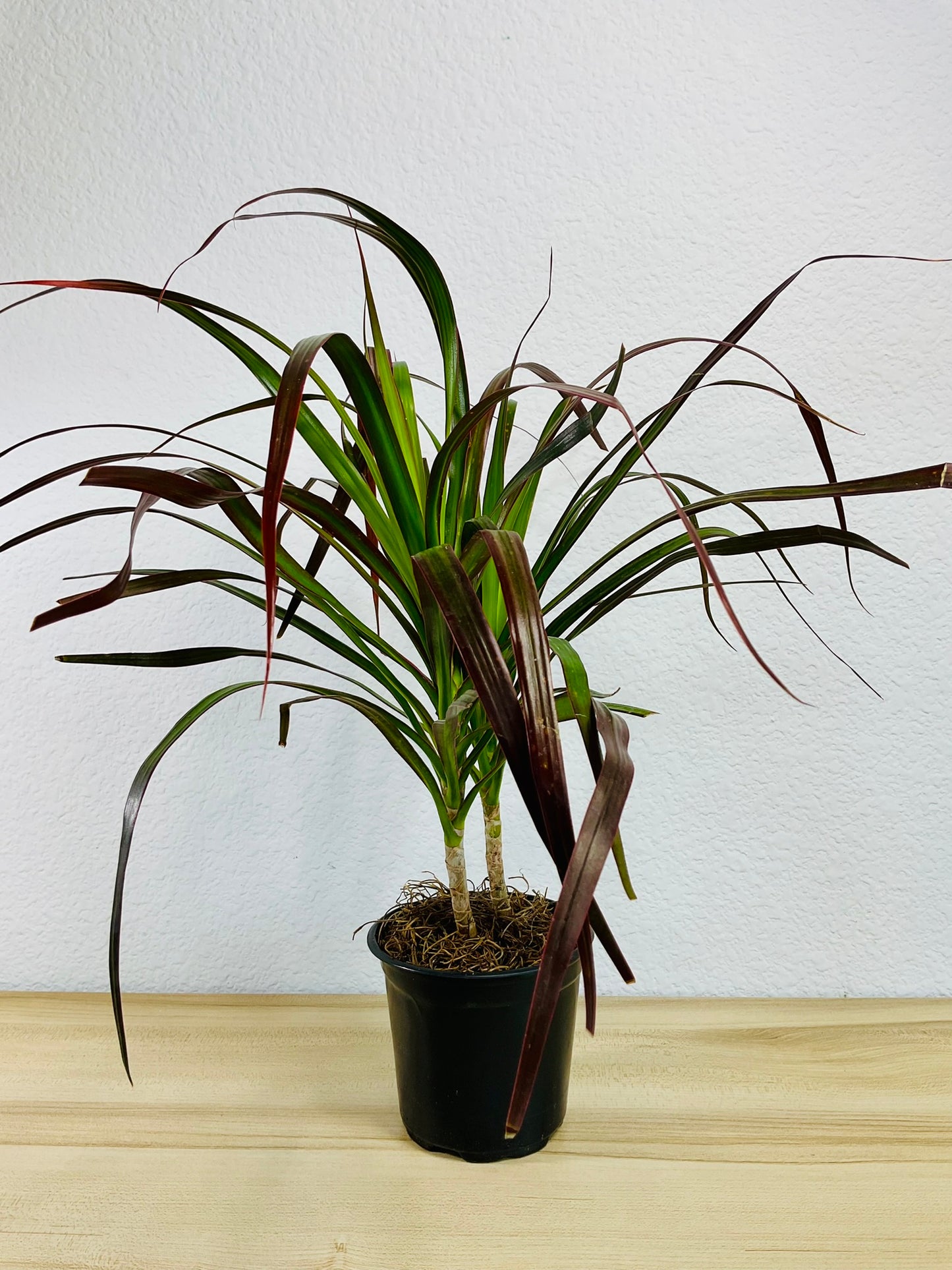 Dracaena Marginata Magenta with long green and magenta-tipped leaves in grow pot.