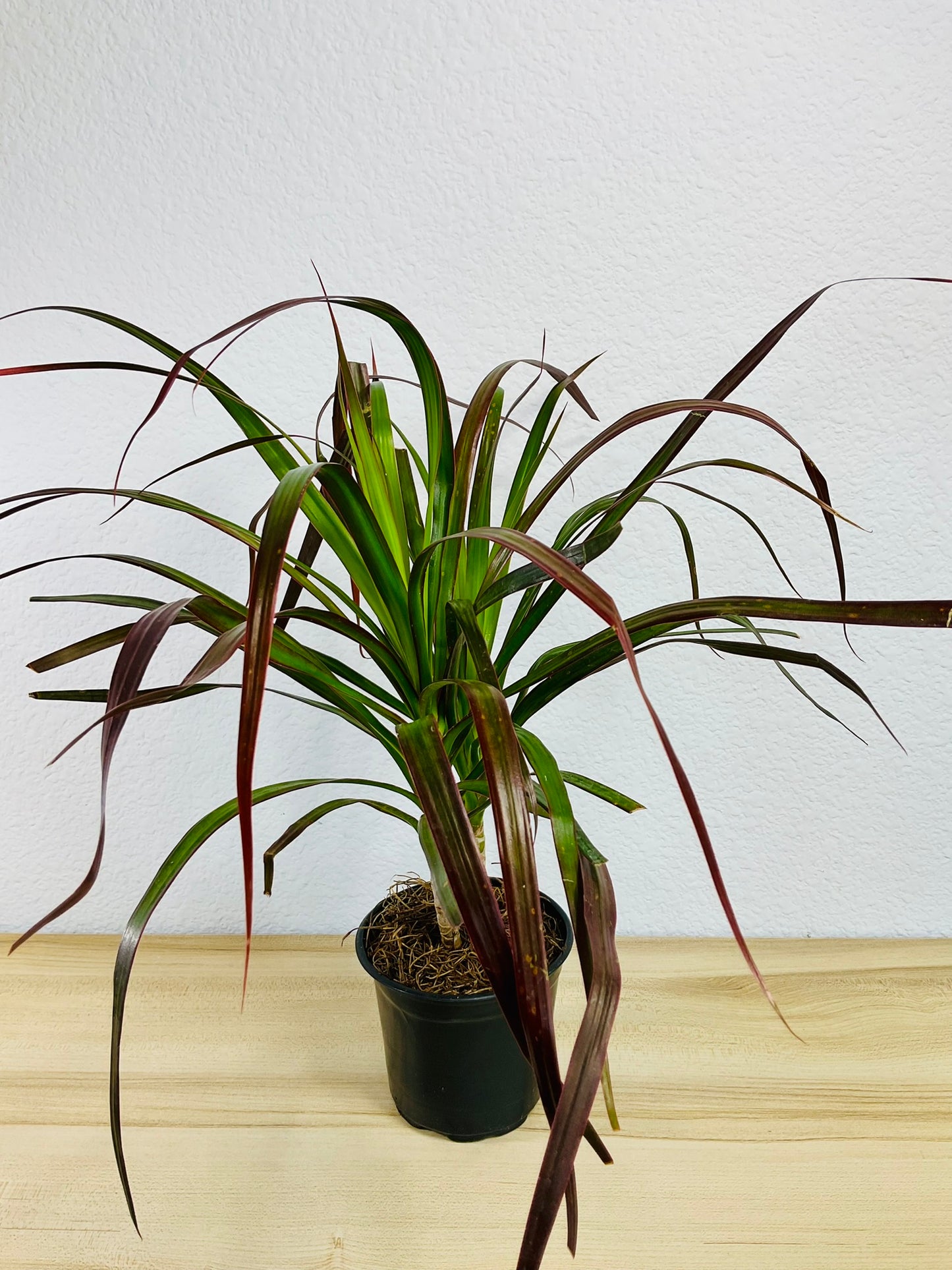 Dracaena Marginata Magenta with long green and magenta-tipped leaves in grow pot with top view.