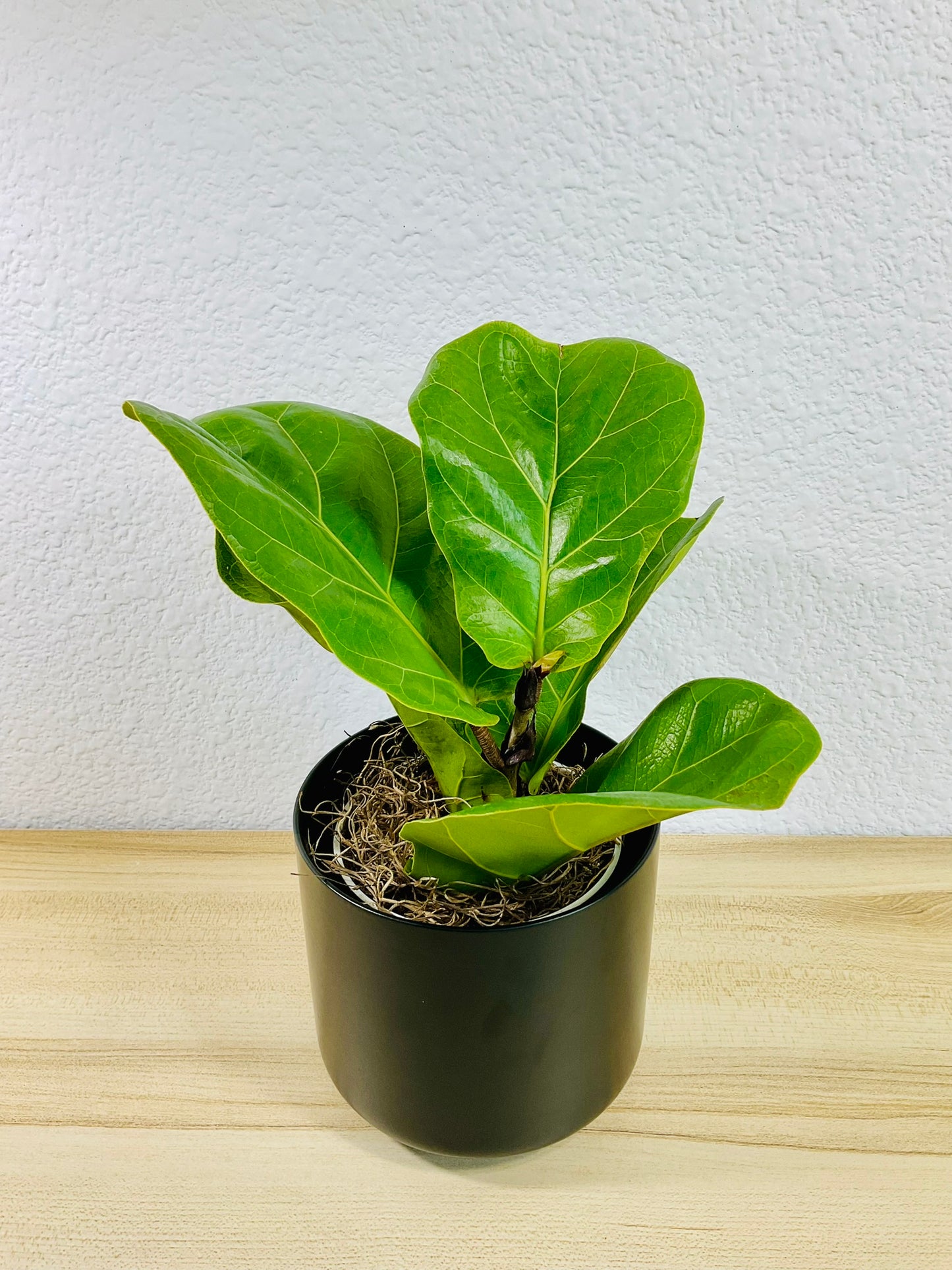 Fiddle Leaf Fig in black ceramic pot – elegant indoor plant for home or office, tilted view