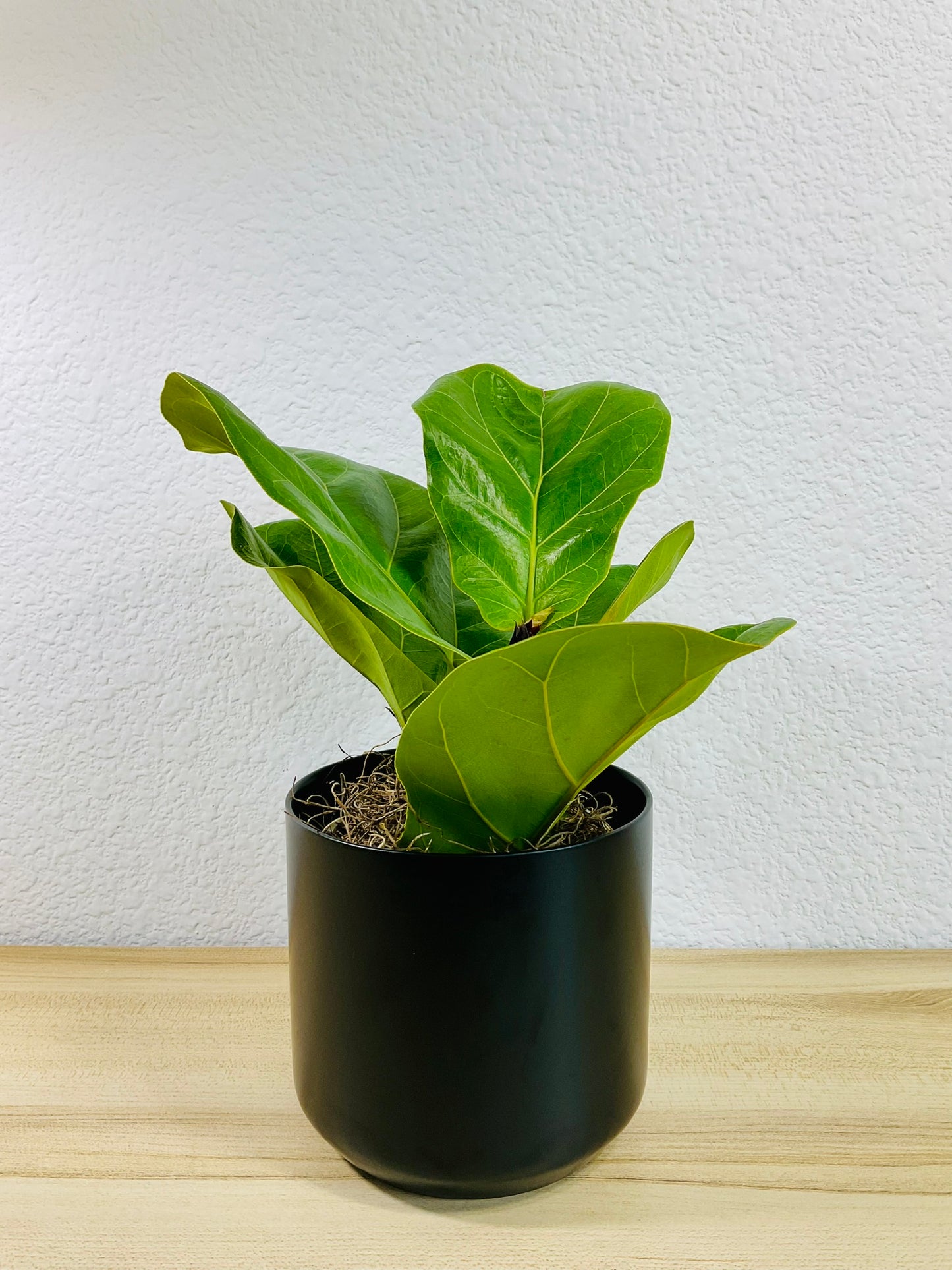 Fiddle Leaf Fig in black ceramic pot – elegant indoor plant for home or office