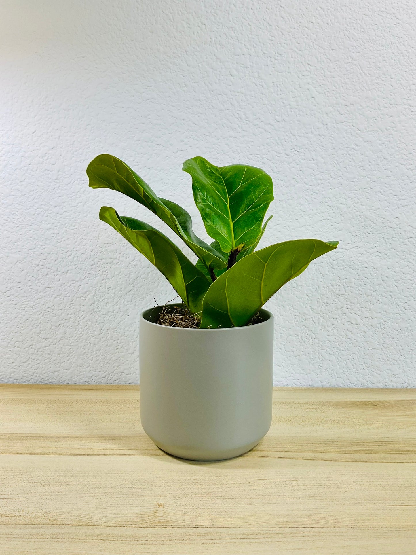 Fiddle Leaf Fig in gray ceramic pot – elegant indoor plant for home or office