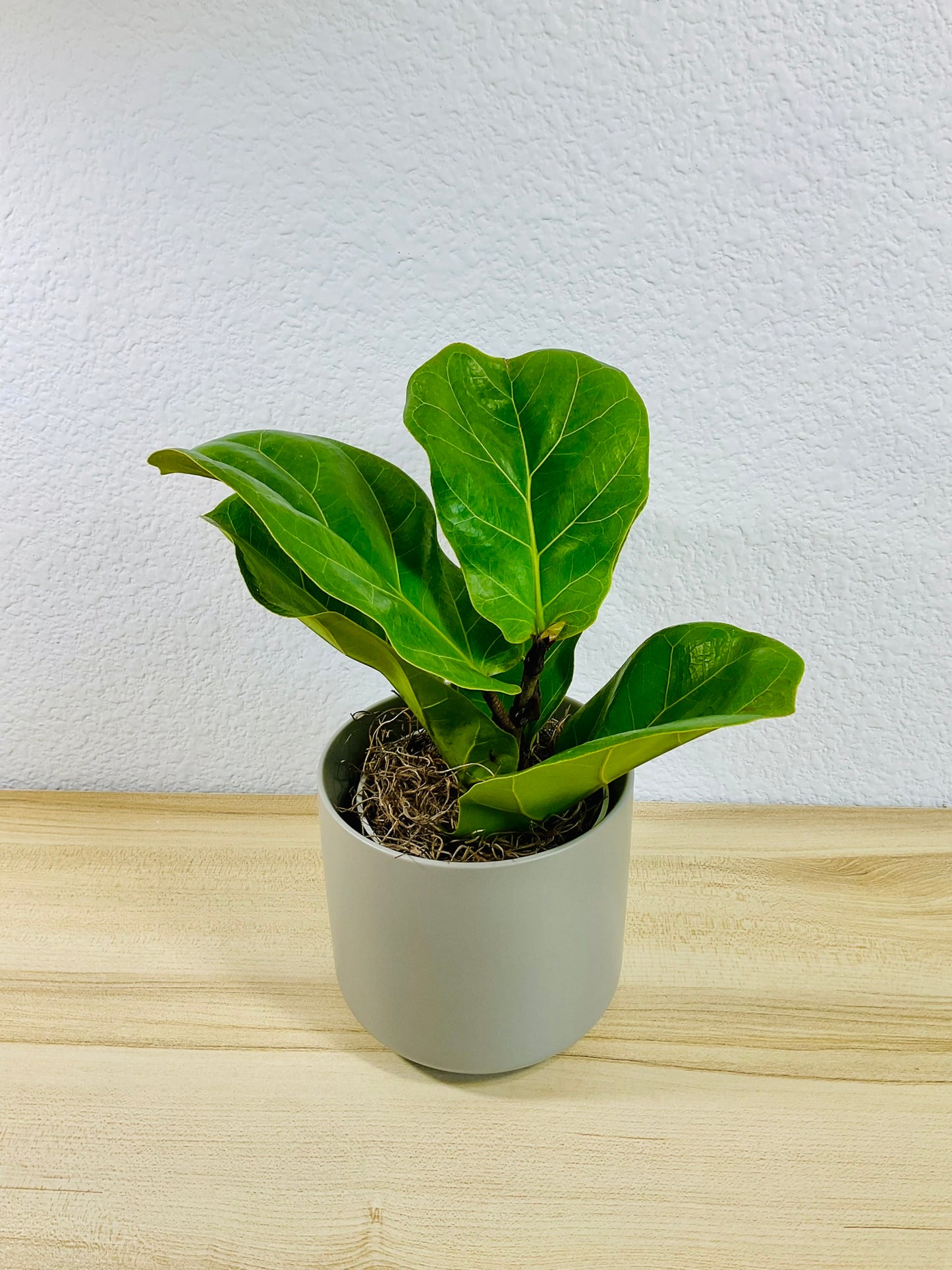 Fiddle Leaf Fig in gray ceramic pot – elegant indoor plant for home or office, tilted view