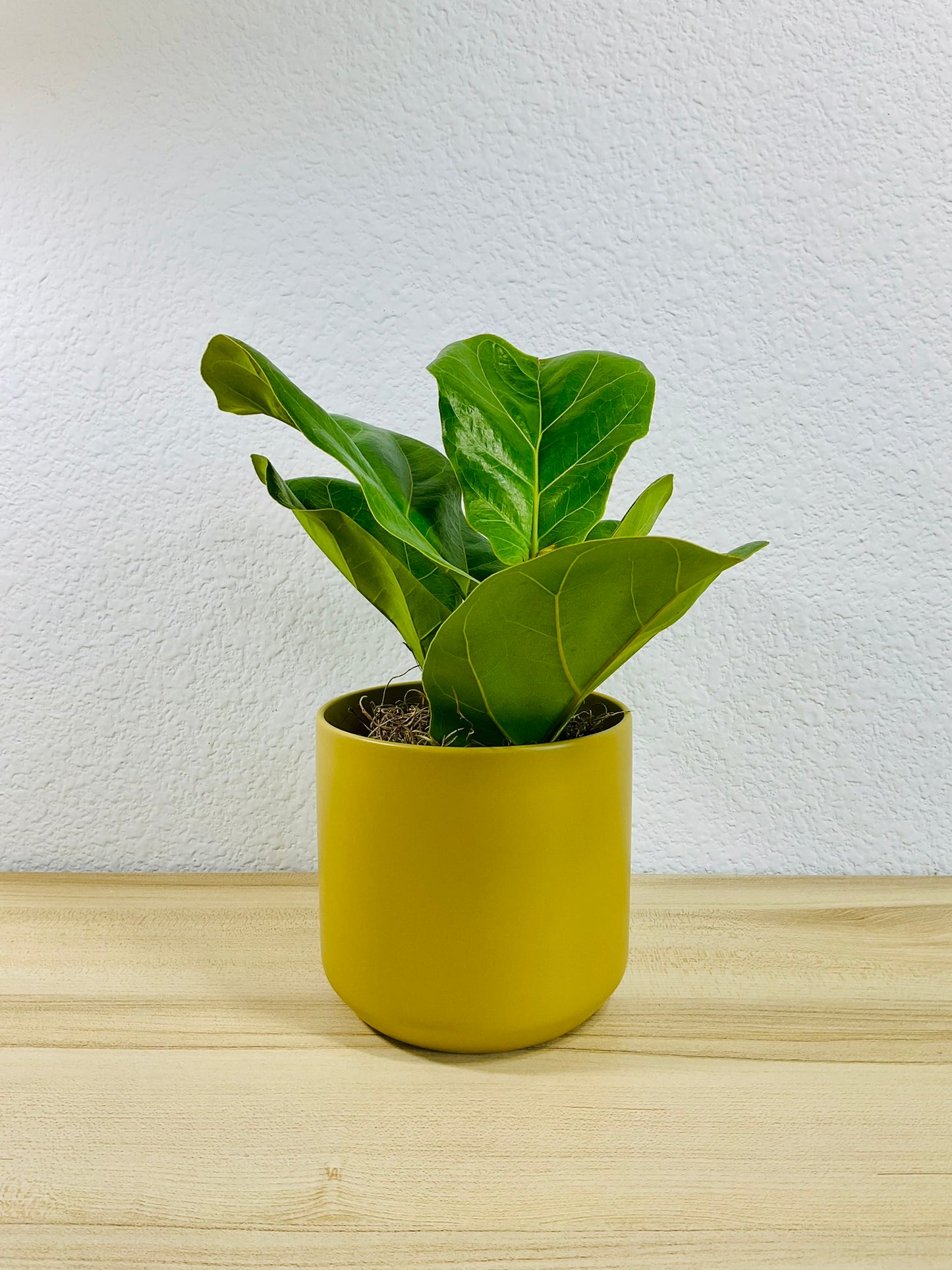 Fiddle Leaf Fig in ochre ceramic pot – elegant indoor plant for home or office