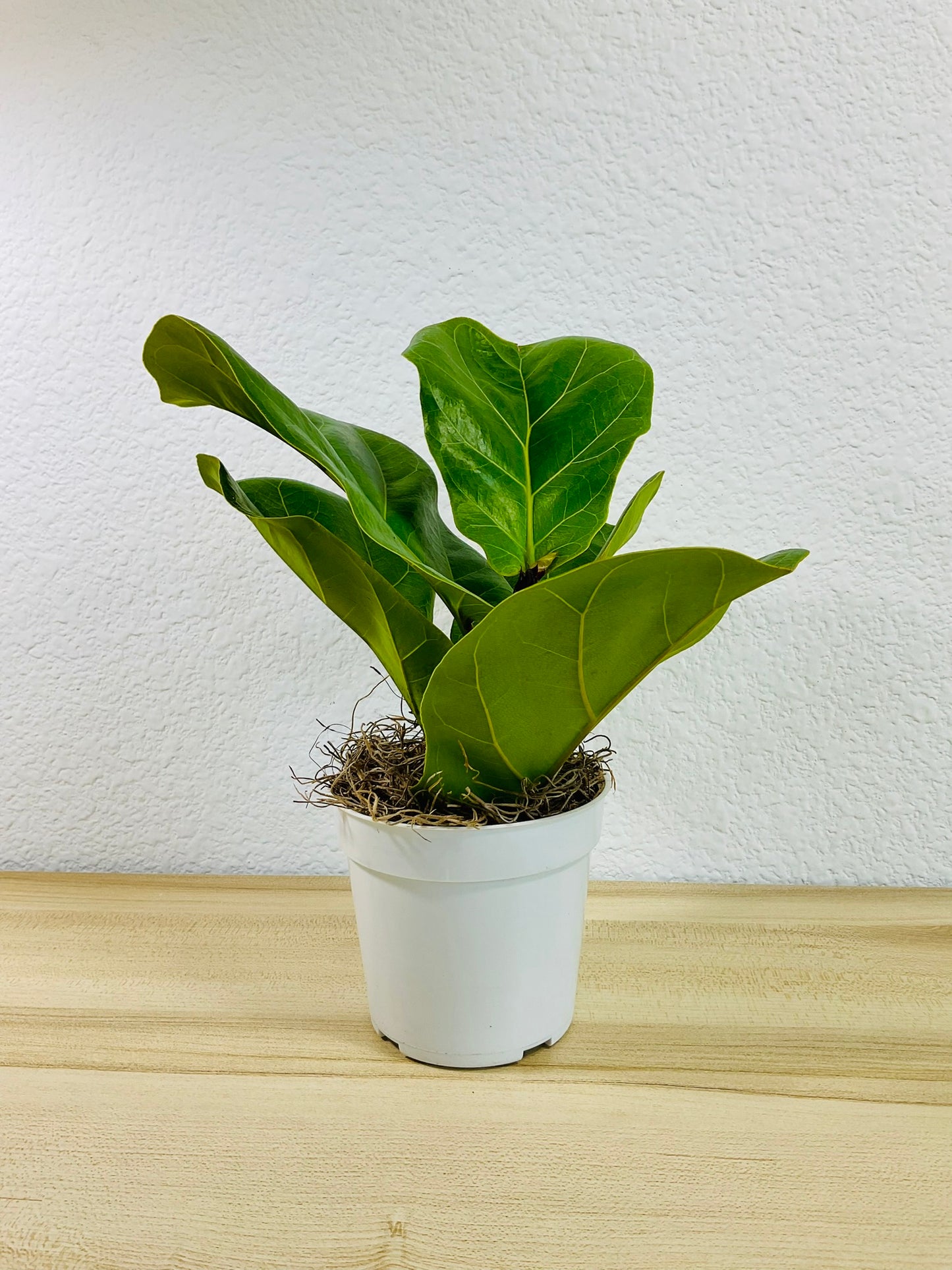 Ficus Lyrata Fiddle Leaf Fig in white grow pot – lush plant for home decor