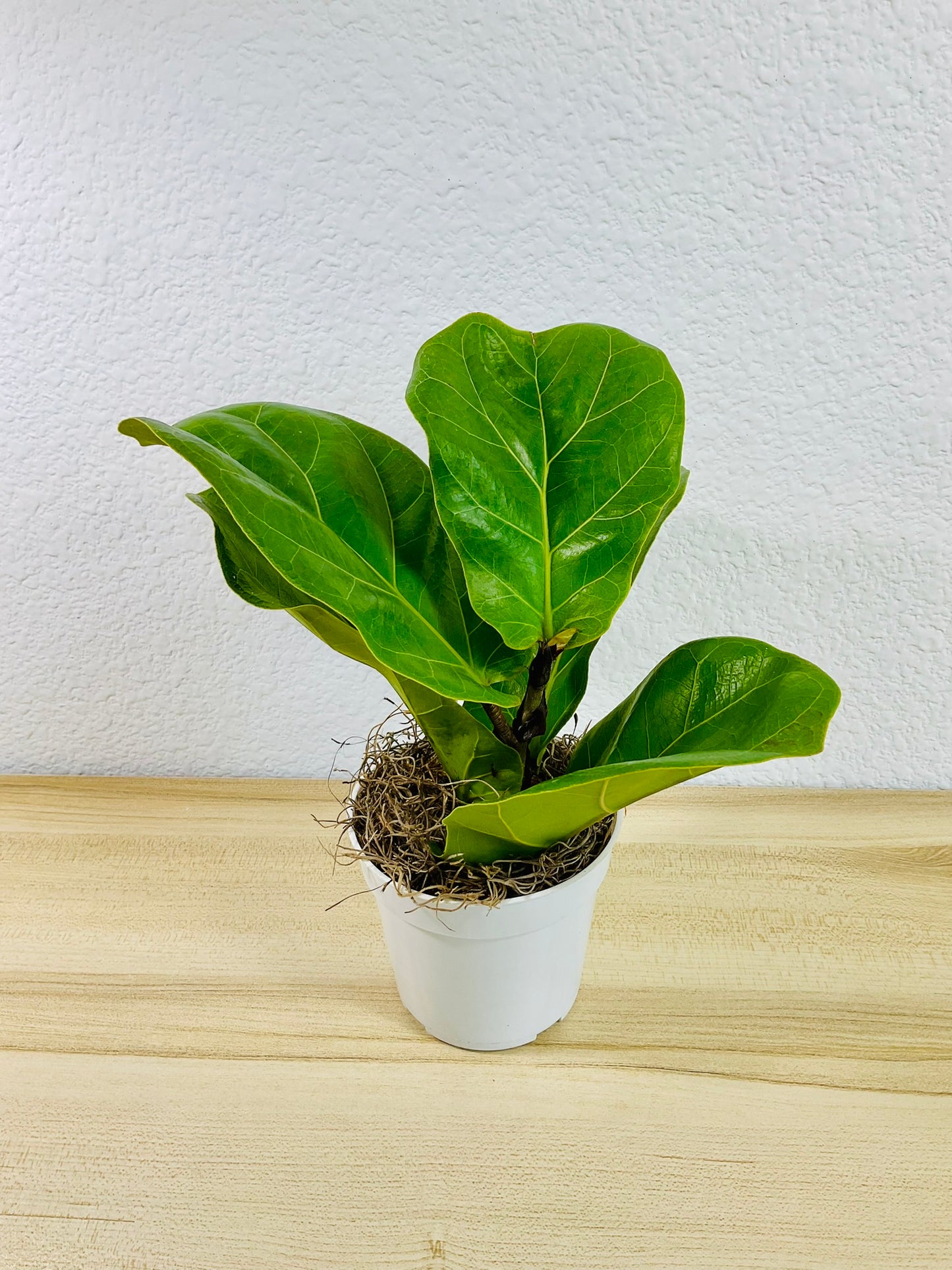 Ficus Lyrata Fiddle Leaf Fig in white grow pot – lush plant for home decor, tilted view