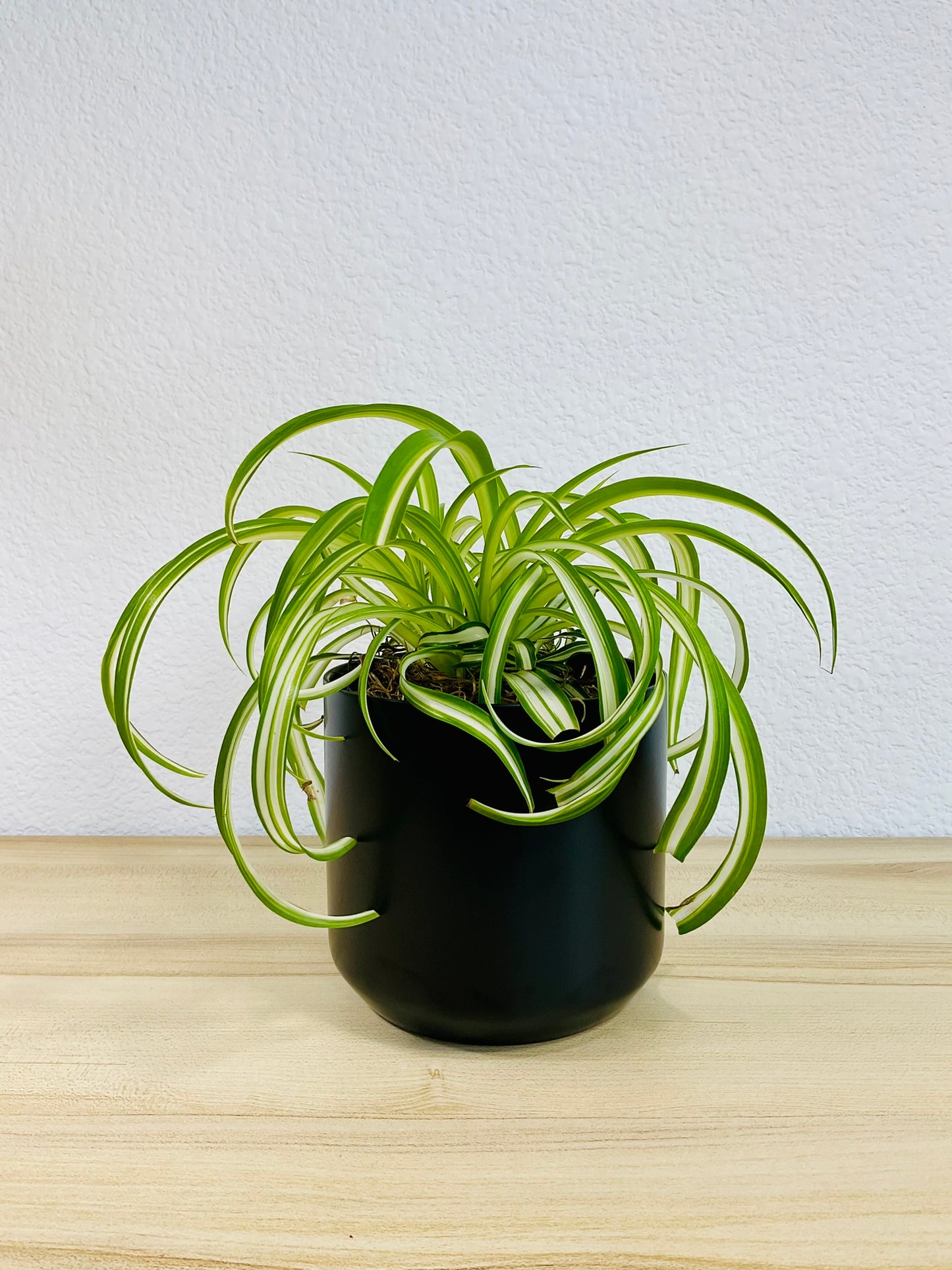 Spider Plant 'Bonnie' in ceramic black pot – vibrant, pet-safe indoor plant