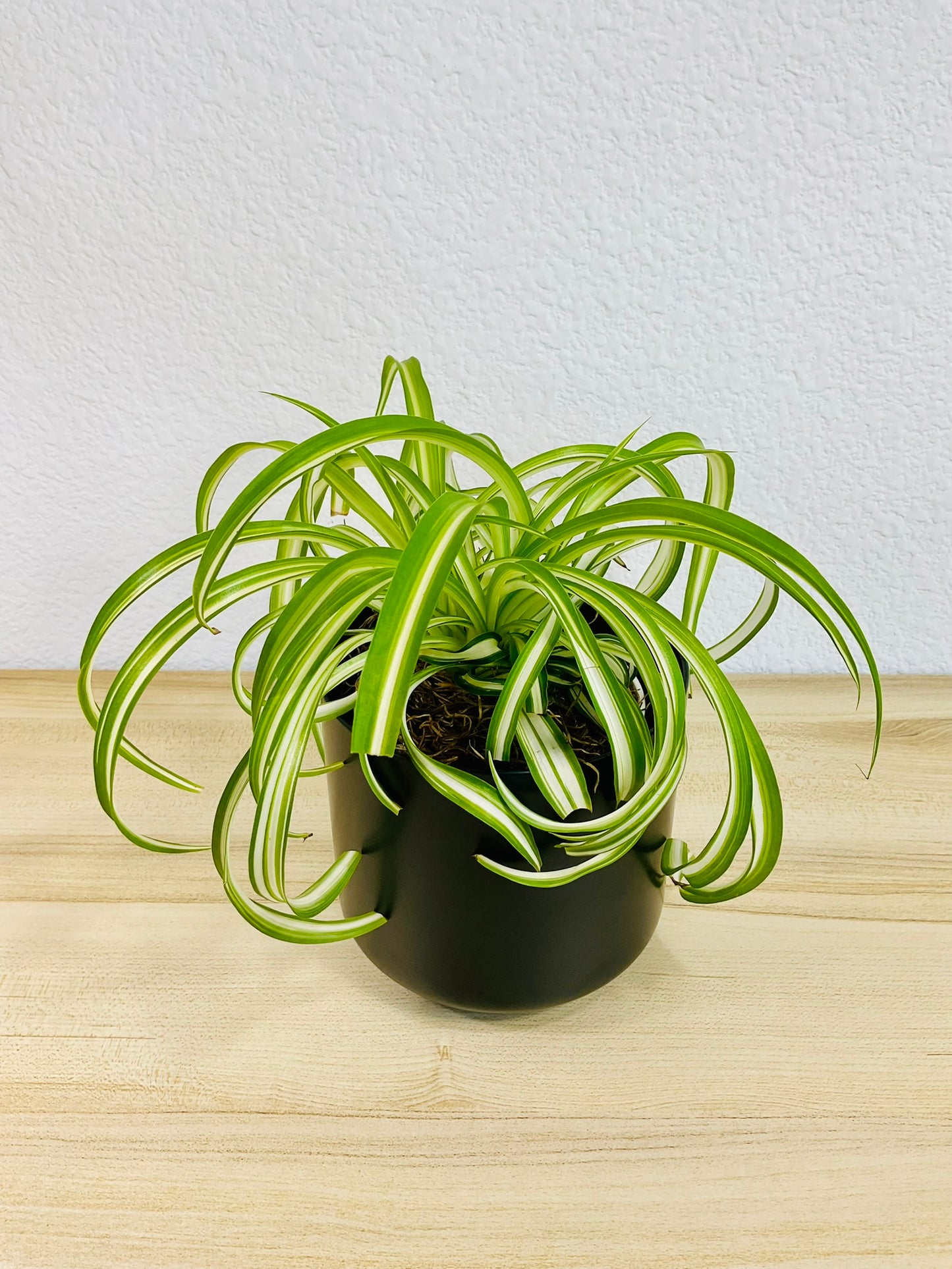 Spider Plant 'Bonnie' in ceramic black pot – vibrant, pet-safe indoor plant, tilted view