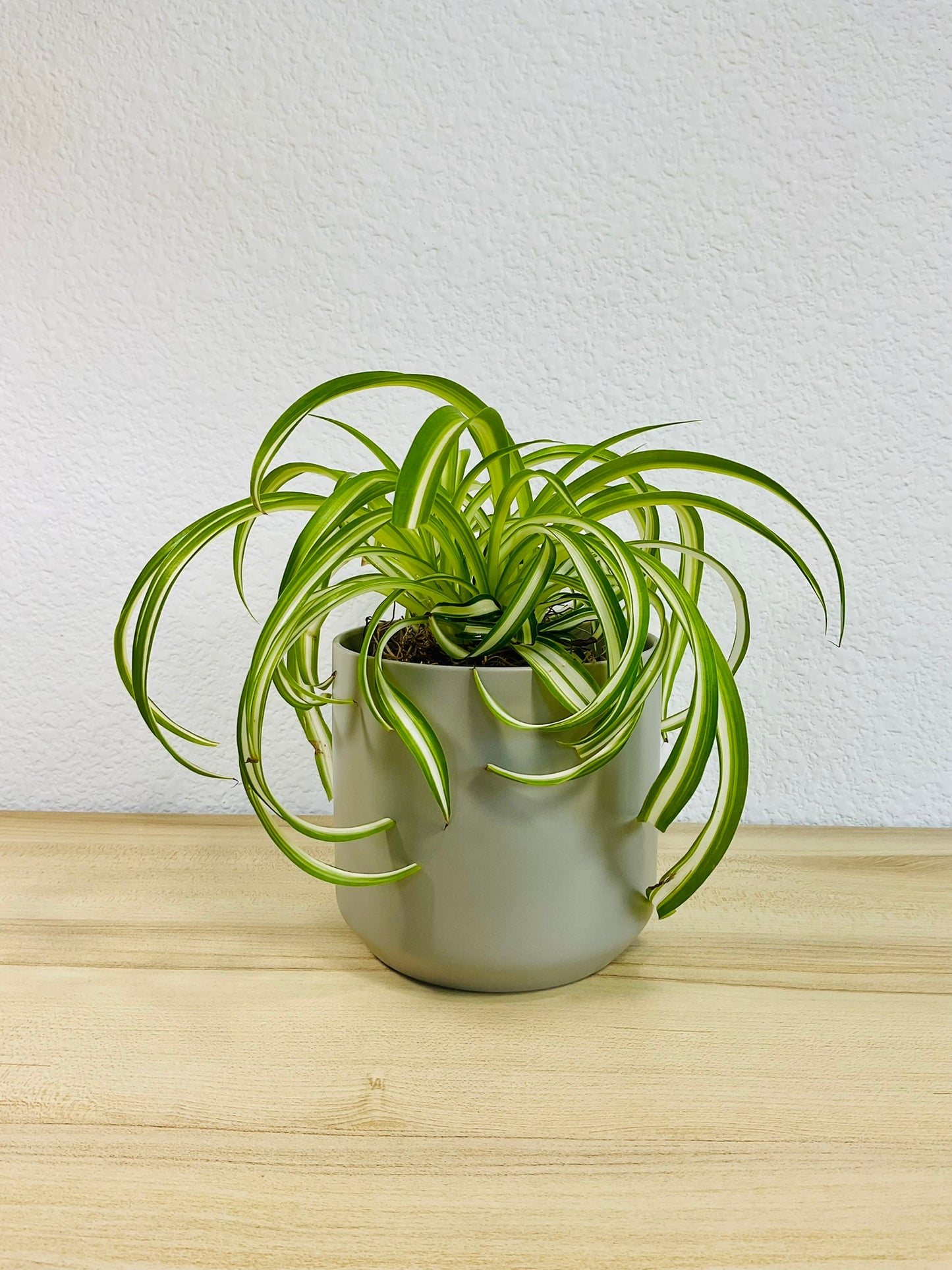 Spider Plant 'Bonnie' in ceramic gray pot – vibrant, pet-safe indoor plant