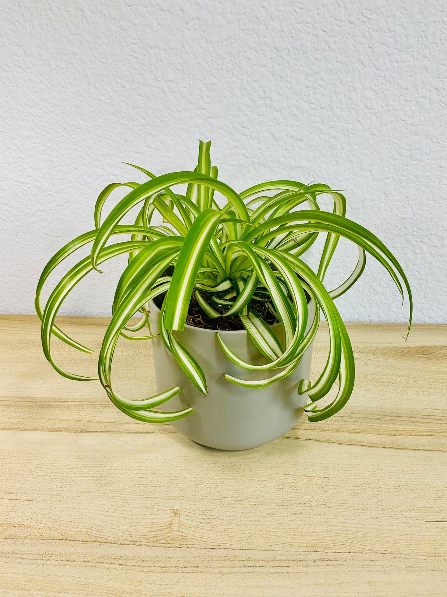 Spider Plant 'Bonnie' in ceramic gray pot – vibrant, pet-safe indoor plant, tilted view